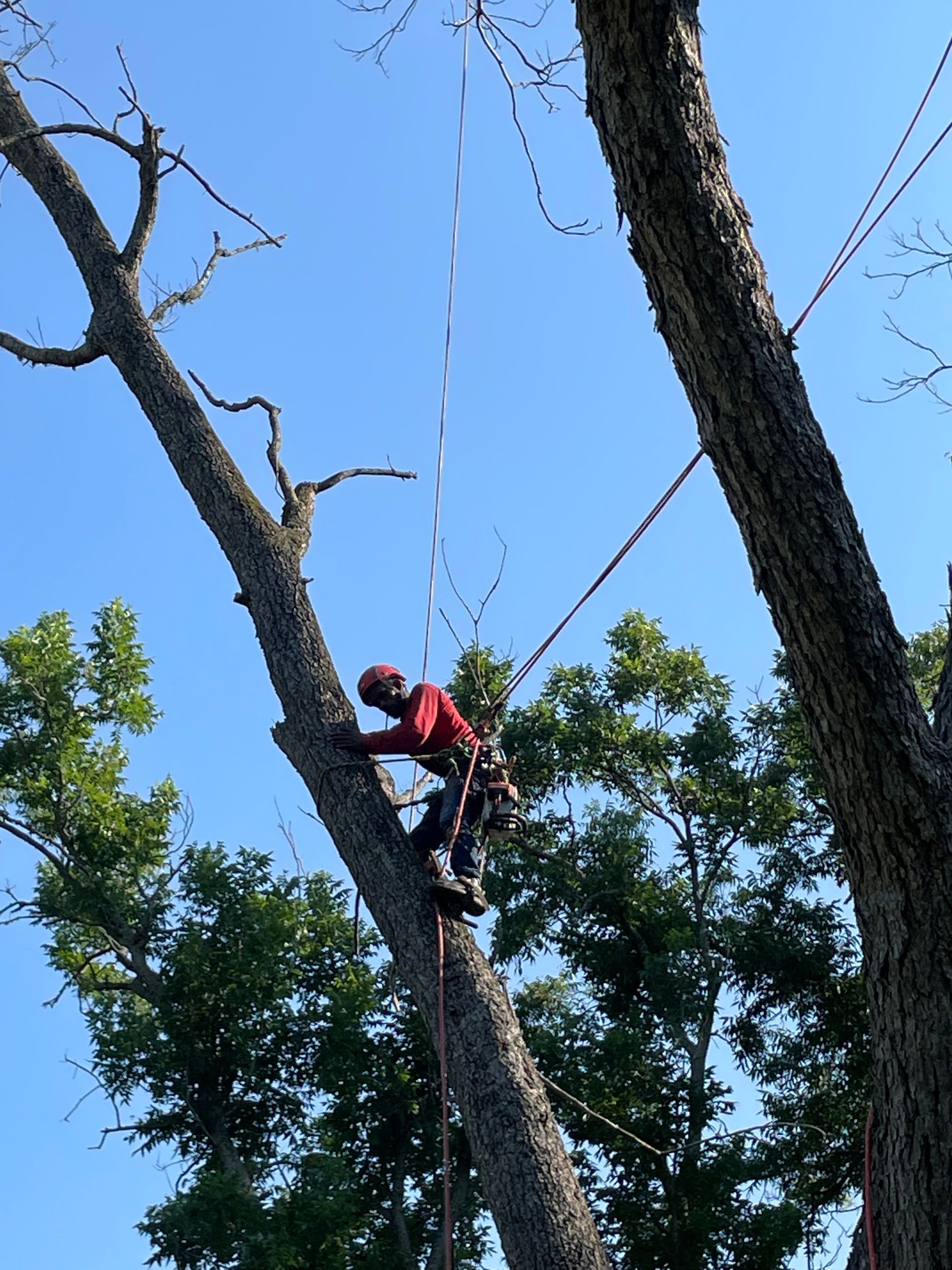 Arborist in red shirt and helmet climbs a tree, secured by ropes. Blue sky and foliage in the background.
