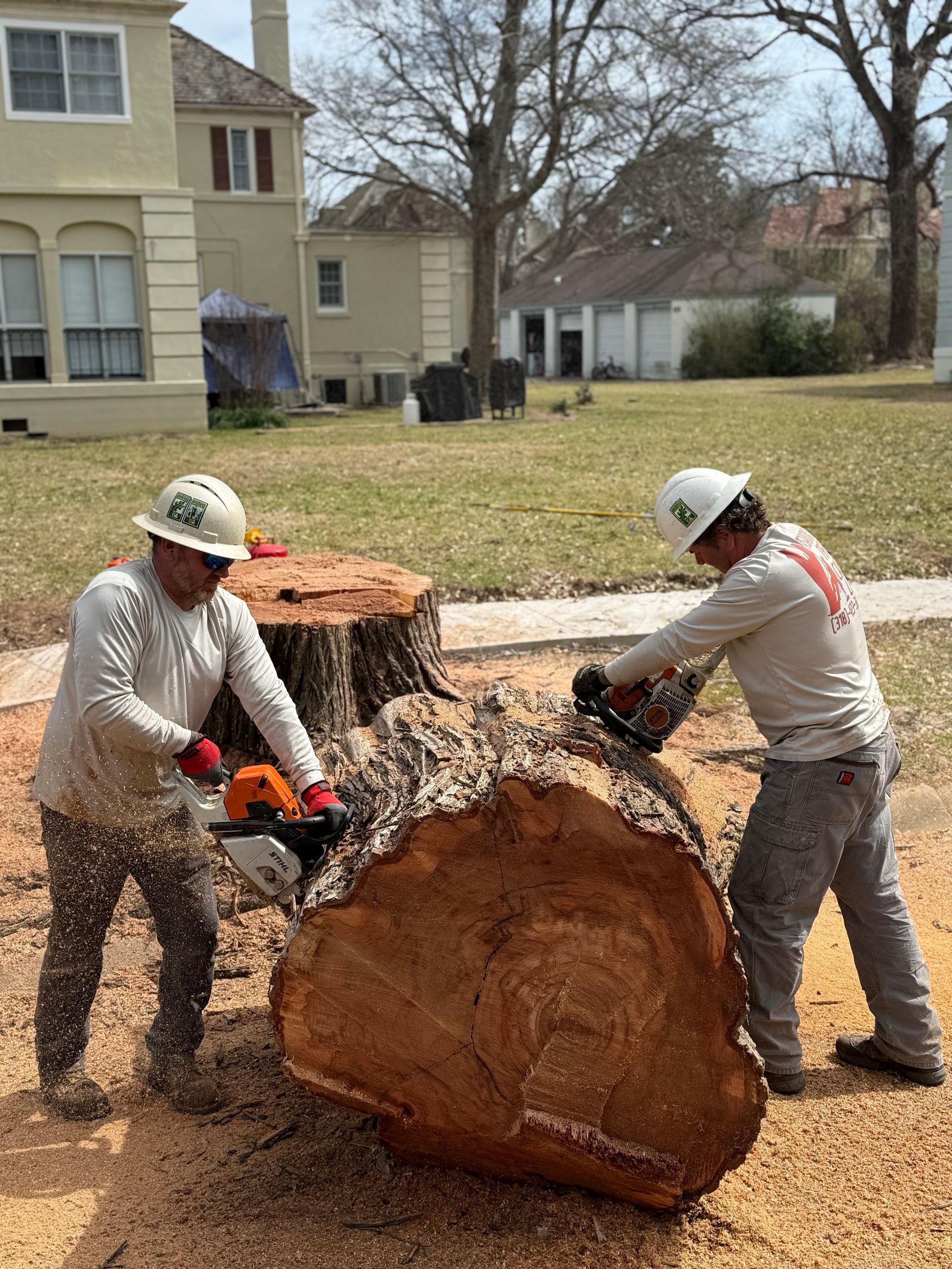 Two people cutting a large tree trunk with chainsaws outdoors. One tree stump visible. Buildings in the background.