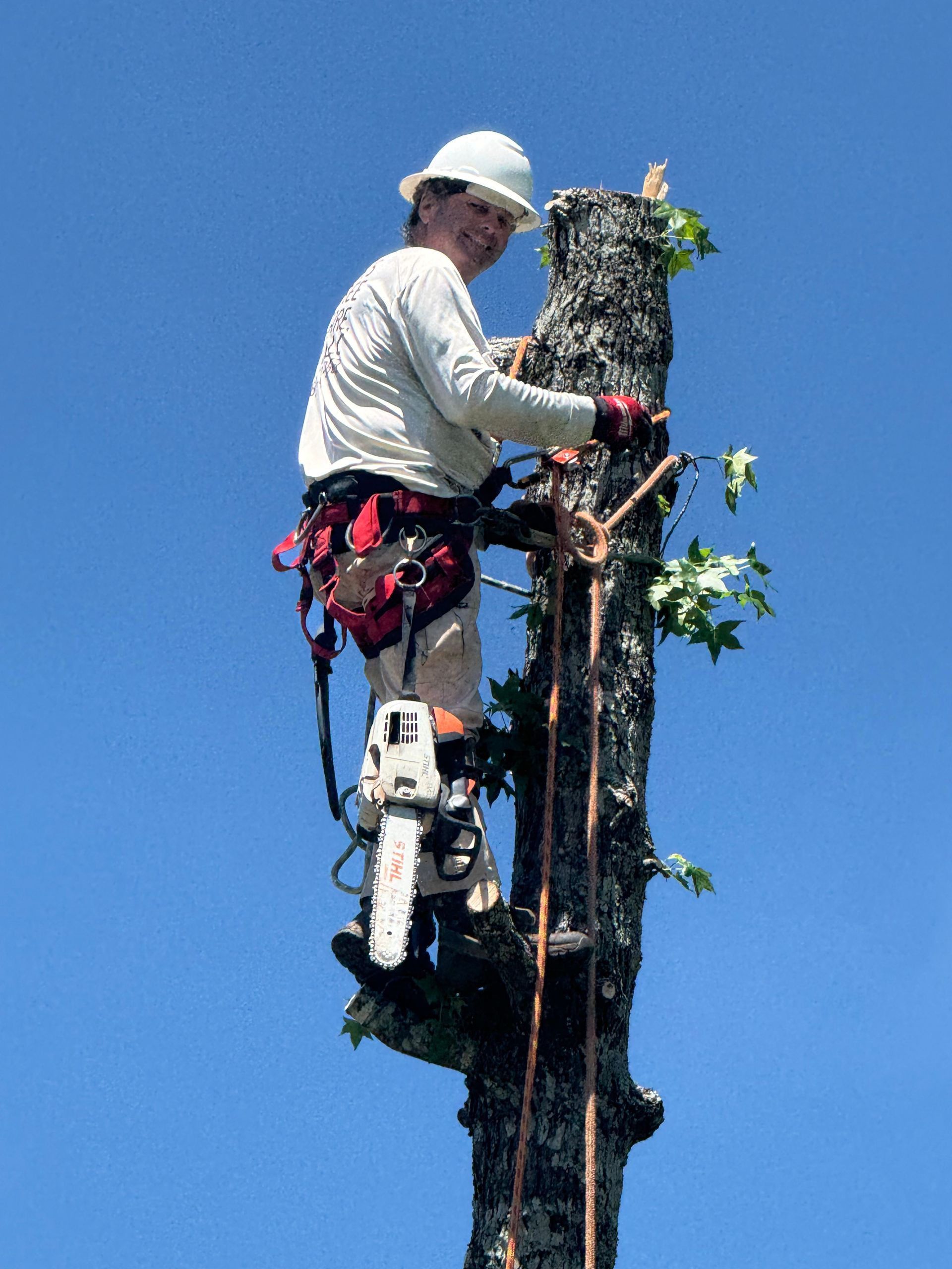 Arborist in white helmet, cutting a tree trunk with a chainsaw, secured by a harness against a blue sky.