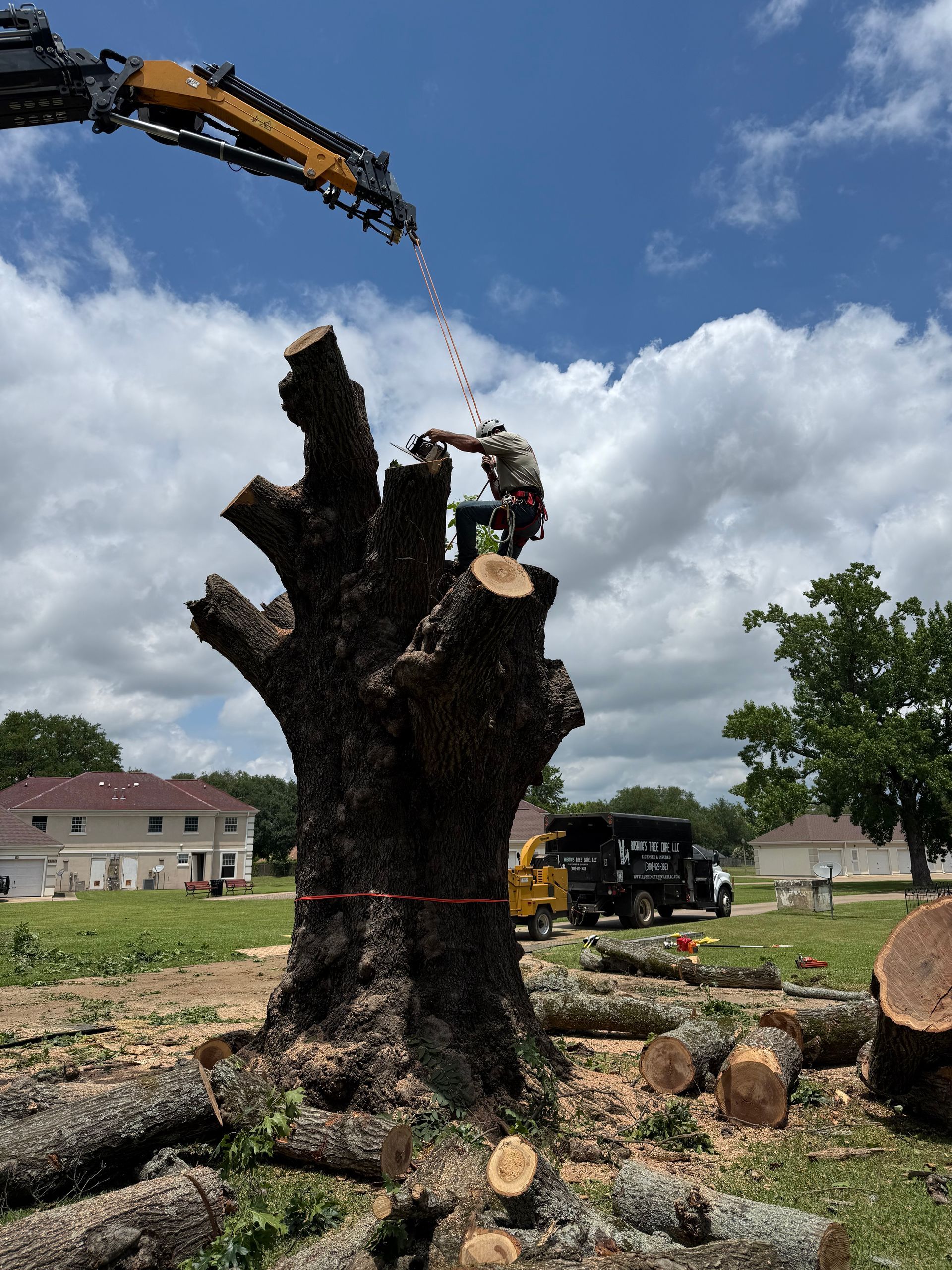 Arborist cutting a large tree with a crane assisting. A truck and houses are in the background.