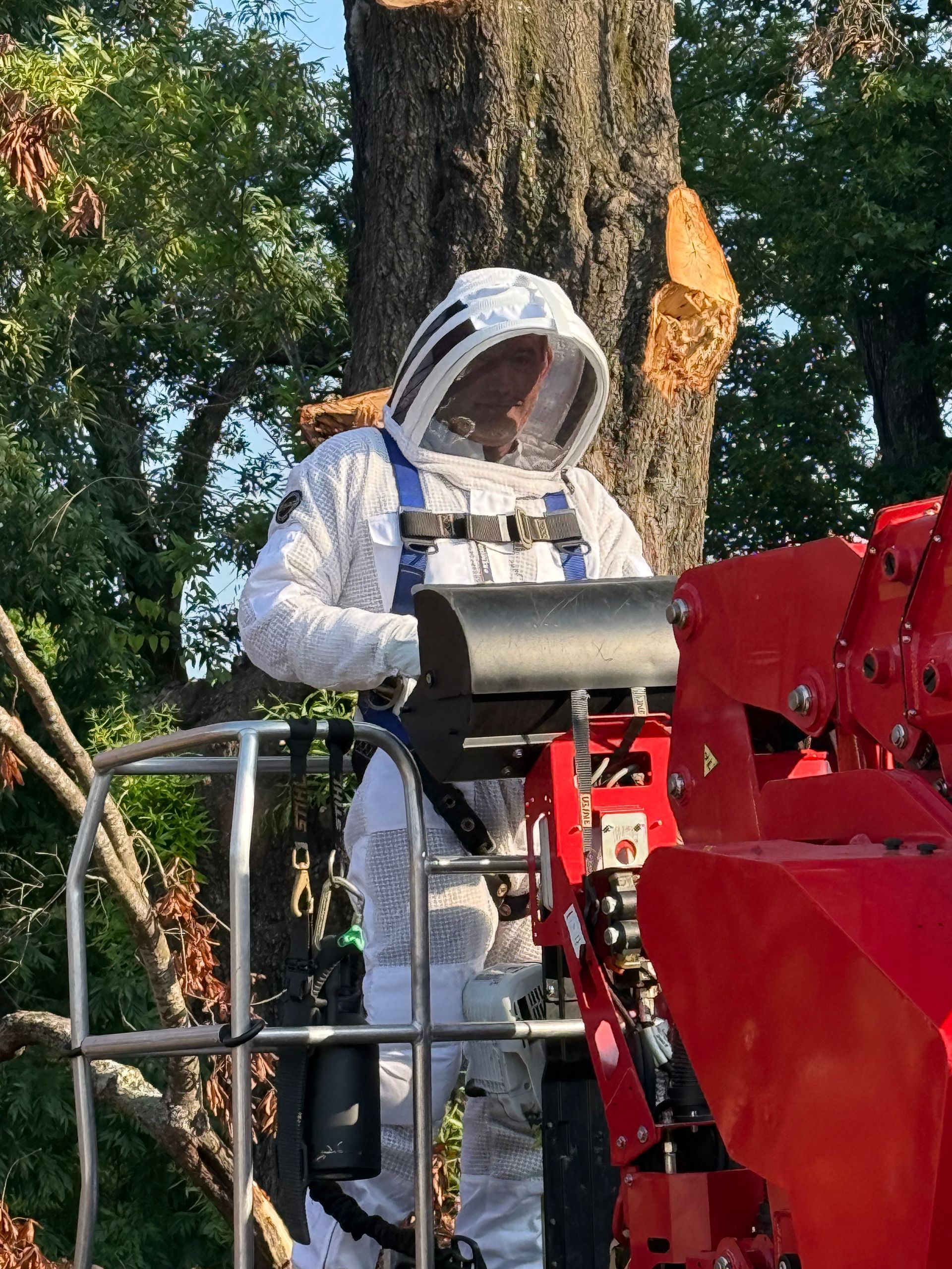 Person in beekeeper suit in a lift bucket, examining a tree with visible damage.