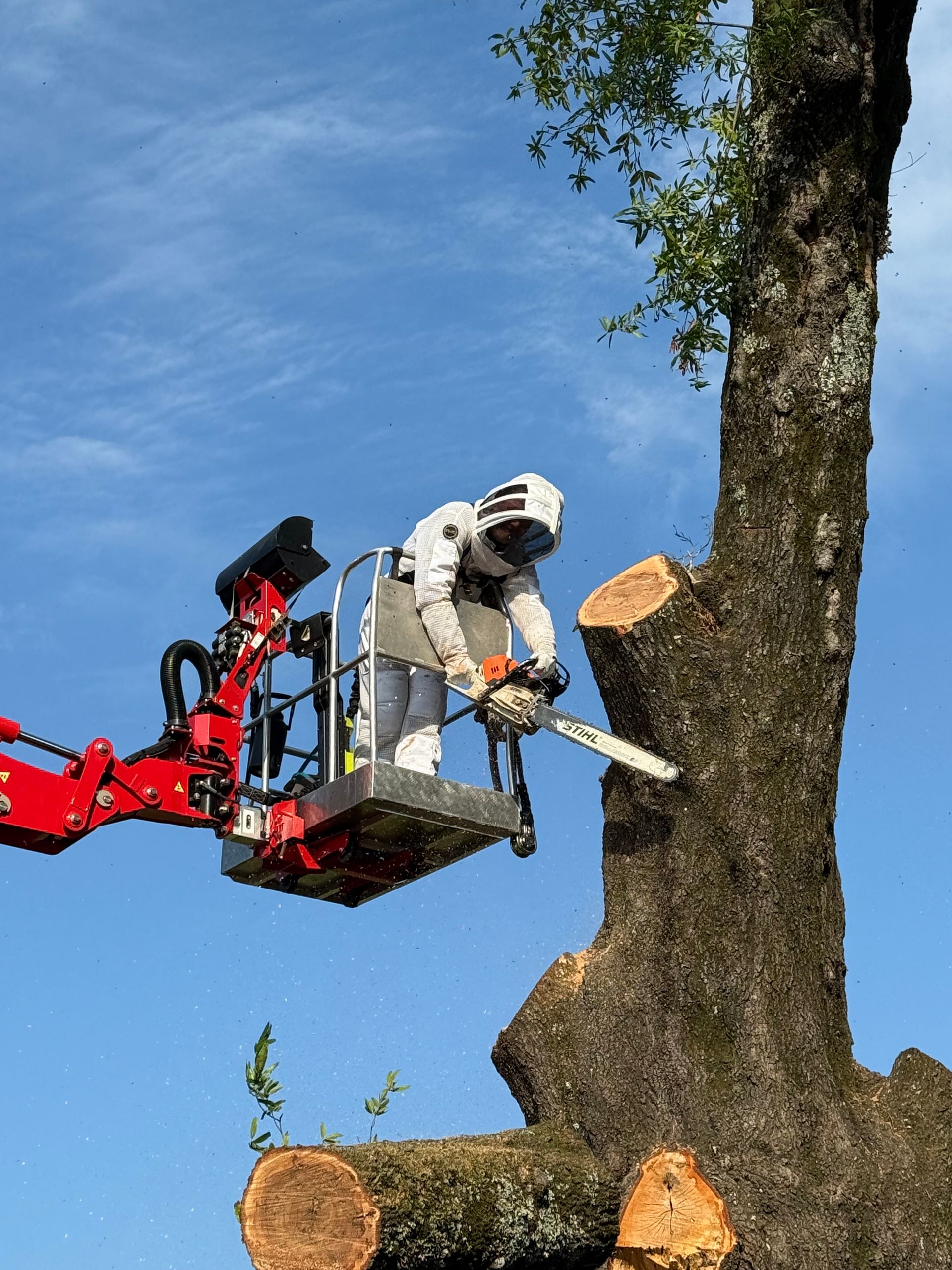 Arborist in a lift bucket cutting a tree branch with a chainsaw against a blue sky.