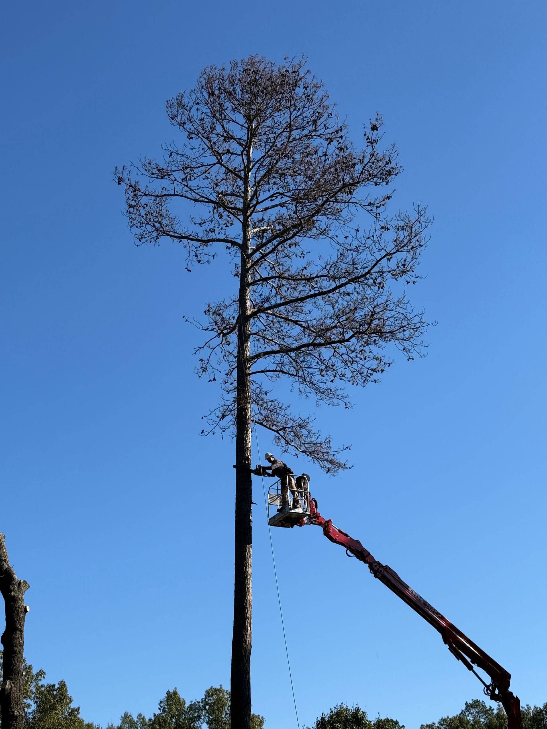 Man in a lift trimming a tall tree against a clear blue sky.