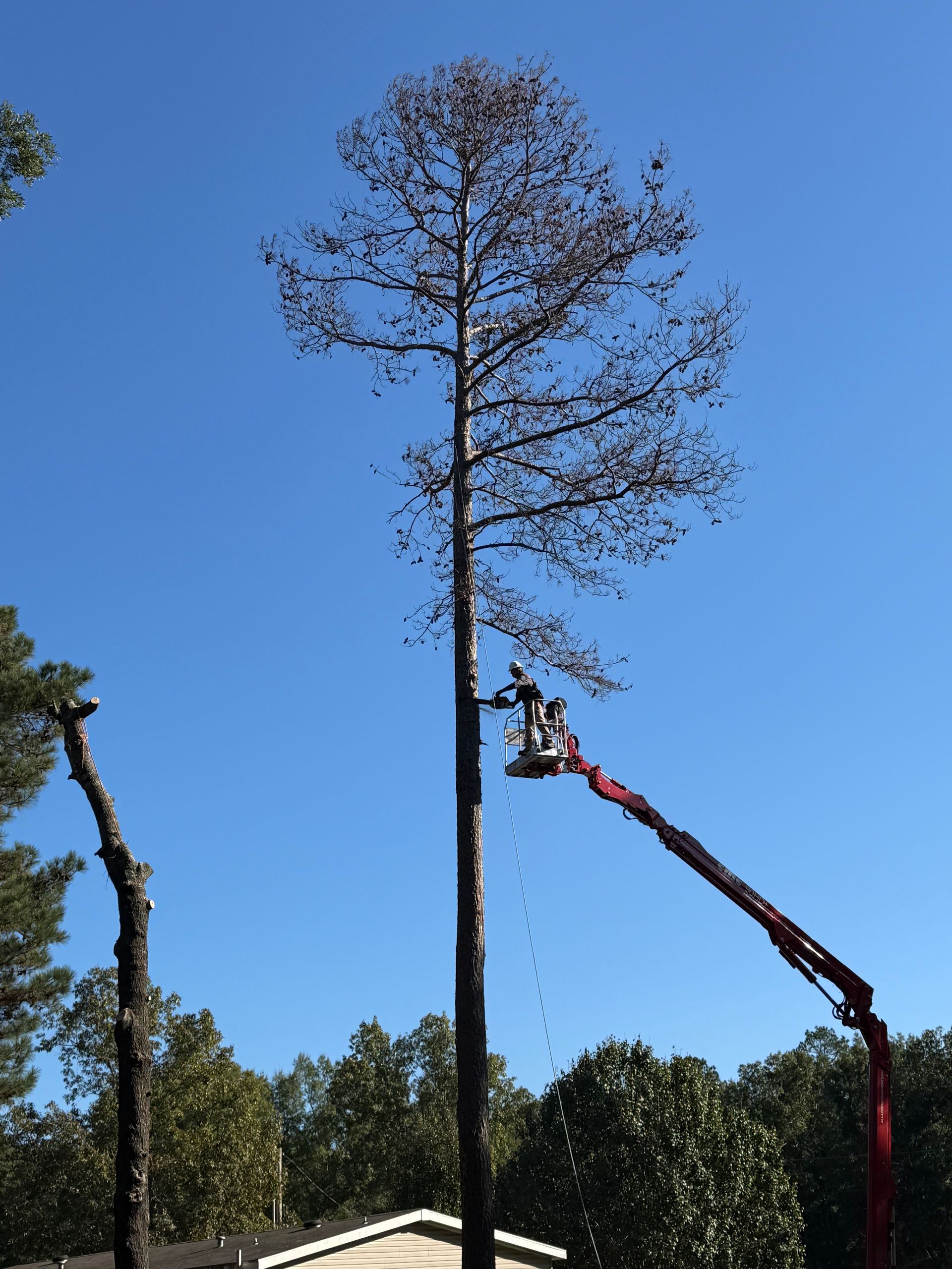 A worker in a cherry picker trims a tall pine tree under a clear blue sky.