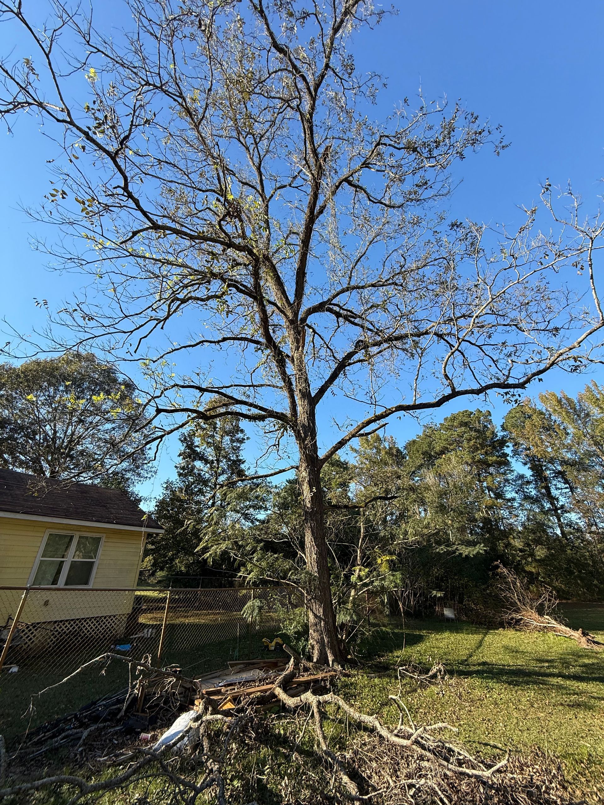 Tree with bare branches stands in a yard; a yellow house and blue sky are in the background.