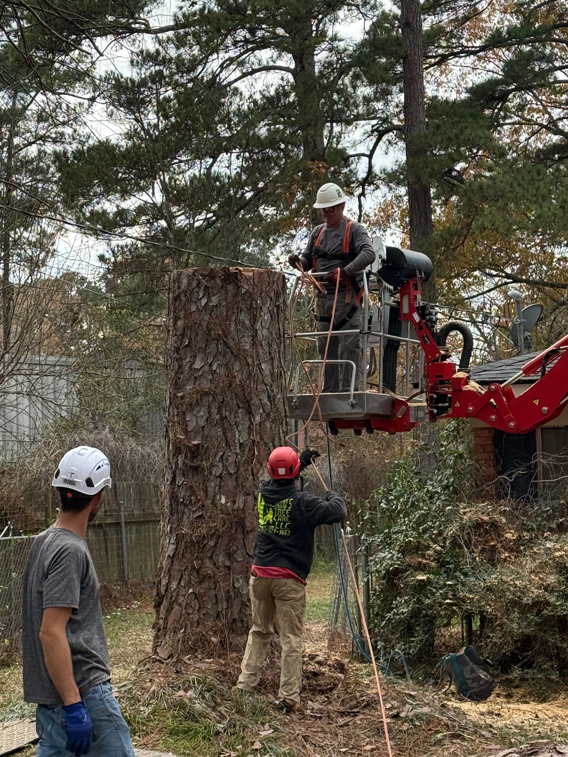 Tree service workers removing a tree. One worker is in a lift, cutting. Two workers on the ground.
