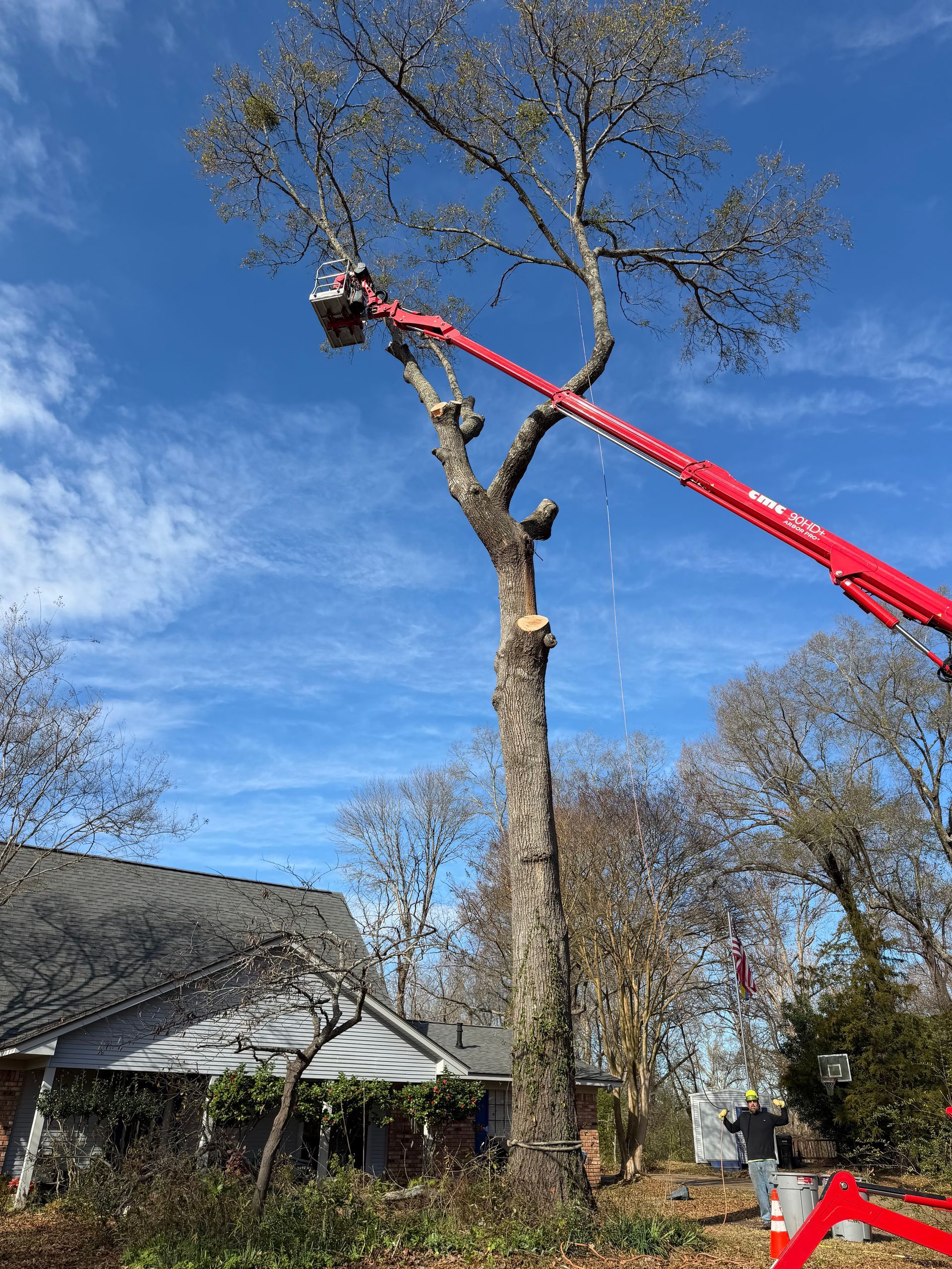 A tall tree being trimmed by a red lift in front of a house on a sunny day.