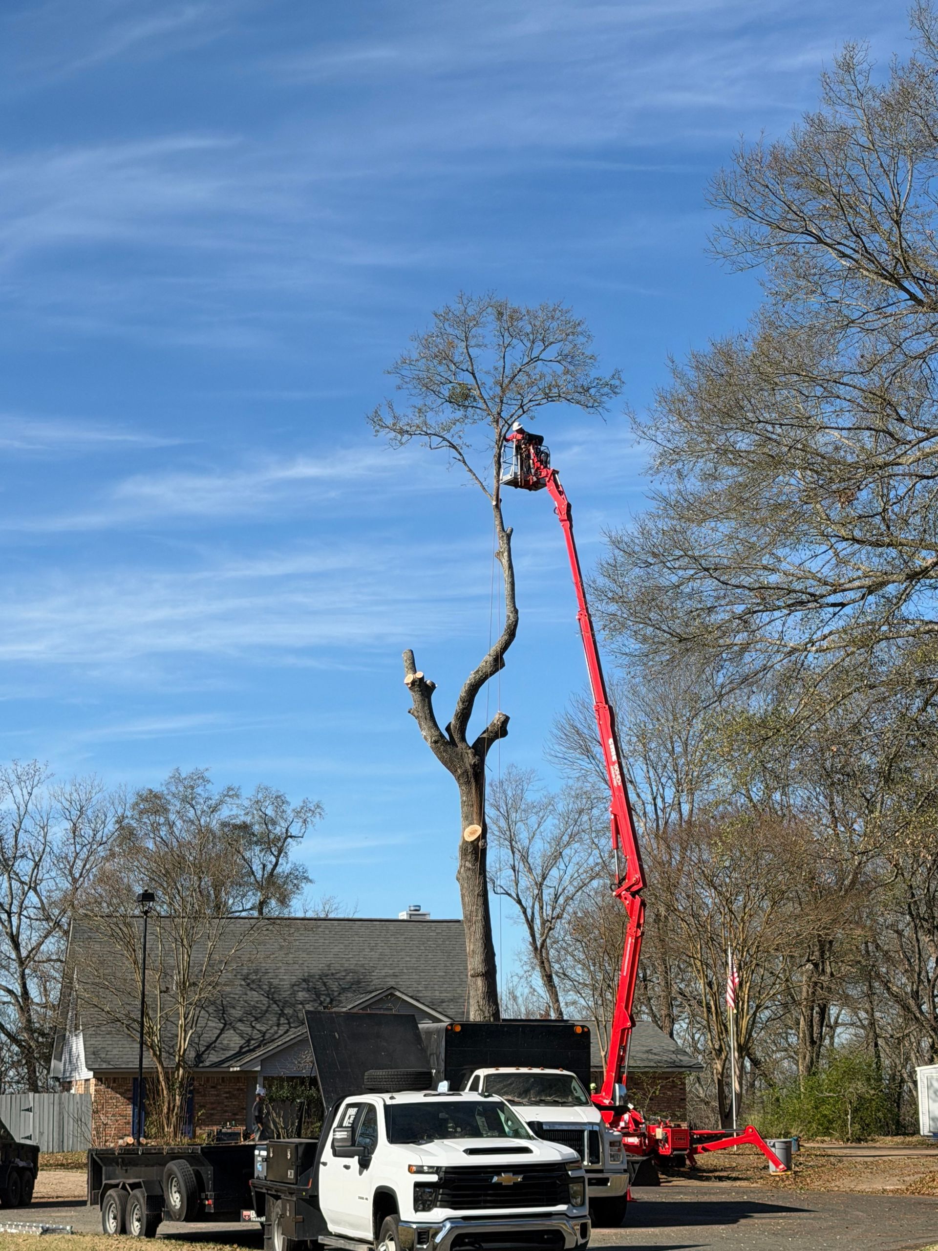 Tree trimming: worker in cherry picker cutting a tall tree; trucks below, blue sky.