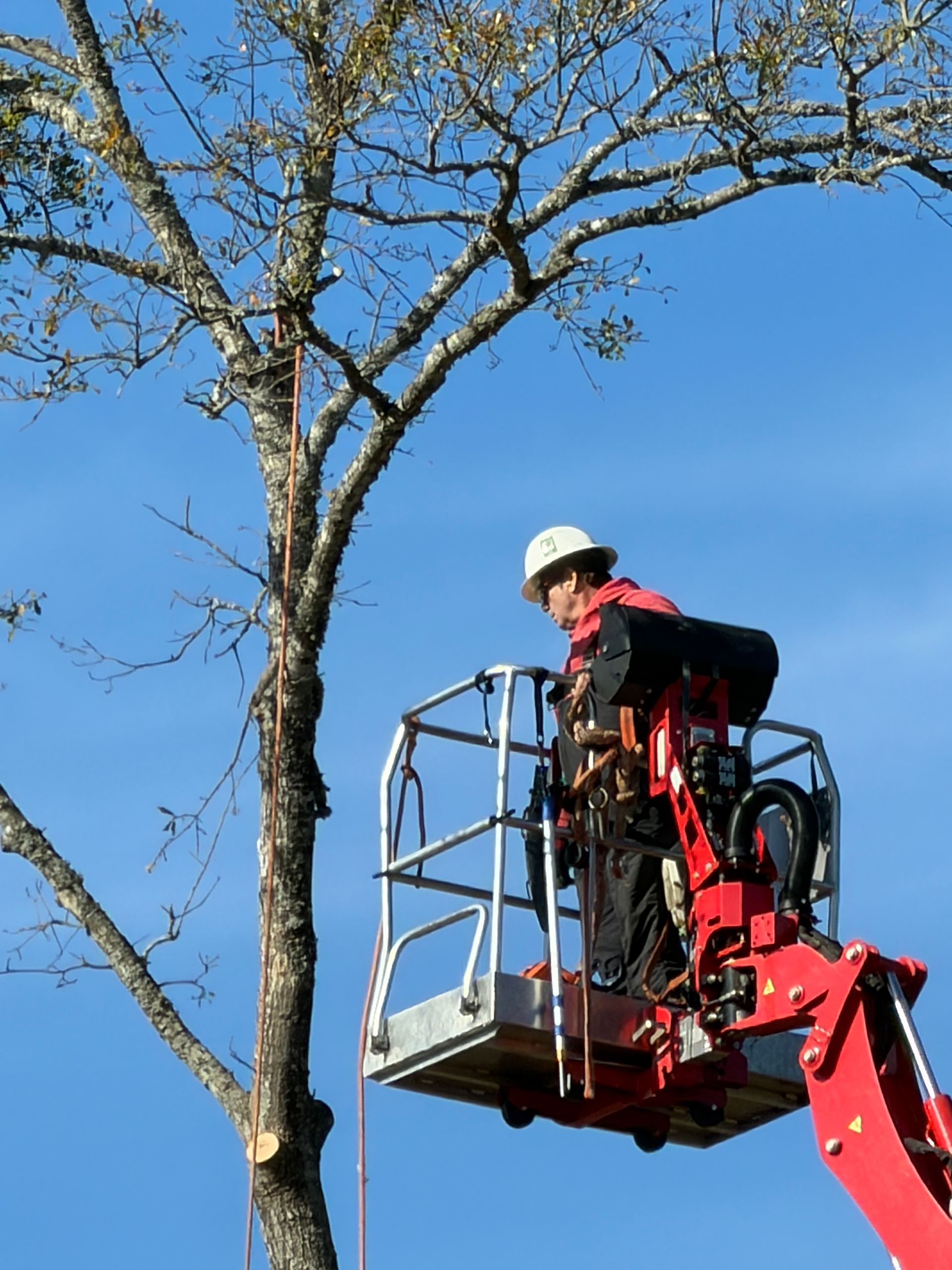 Tree worker in a lift basket trimming a tree with blue sky background.