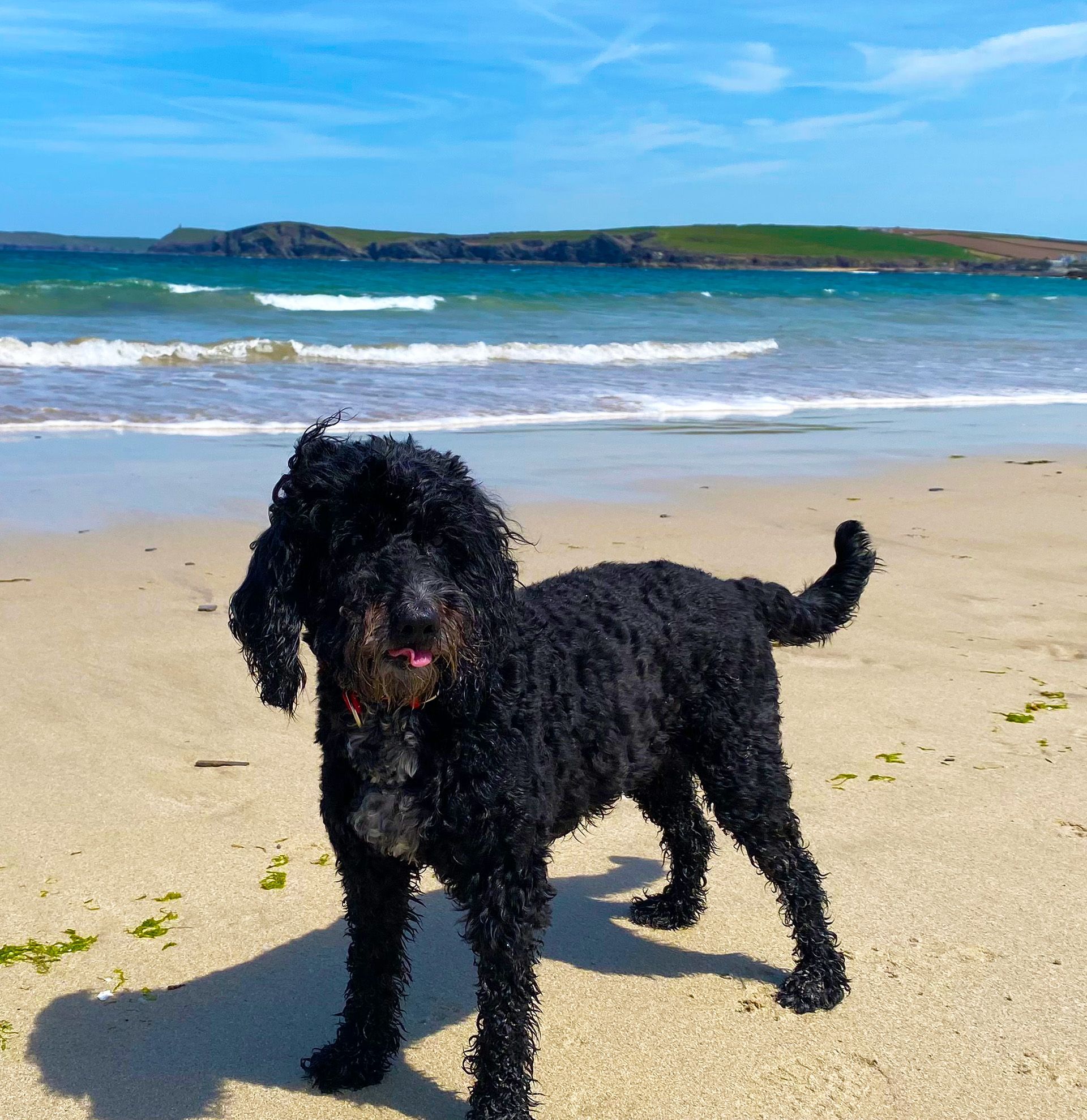 a black dog standing on a beach with the ocean in the background