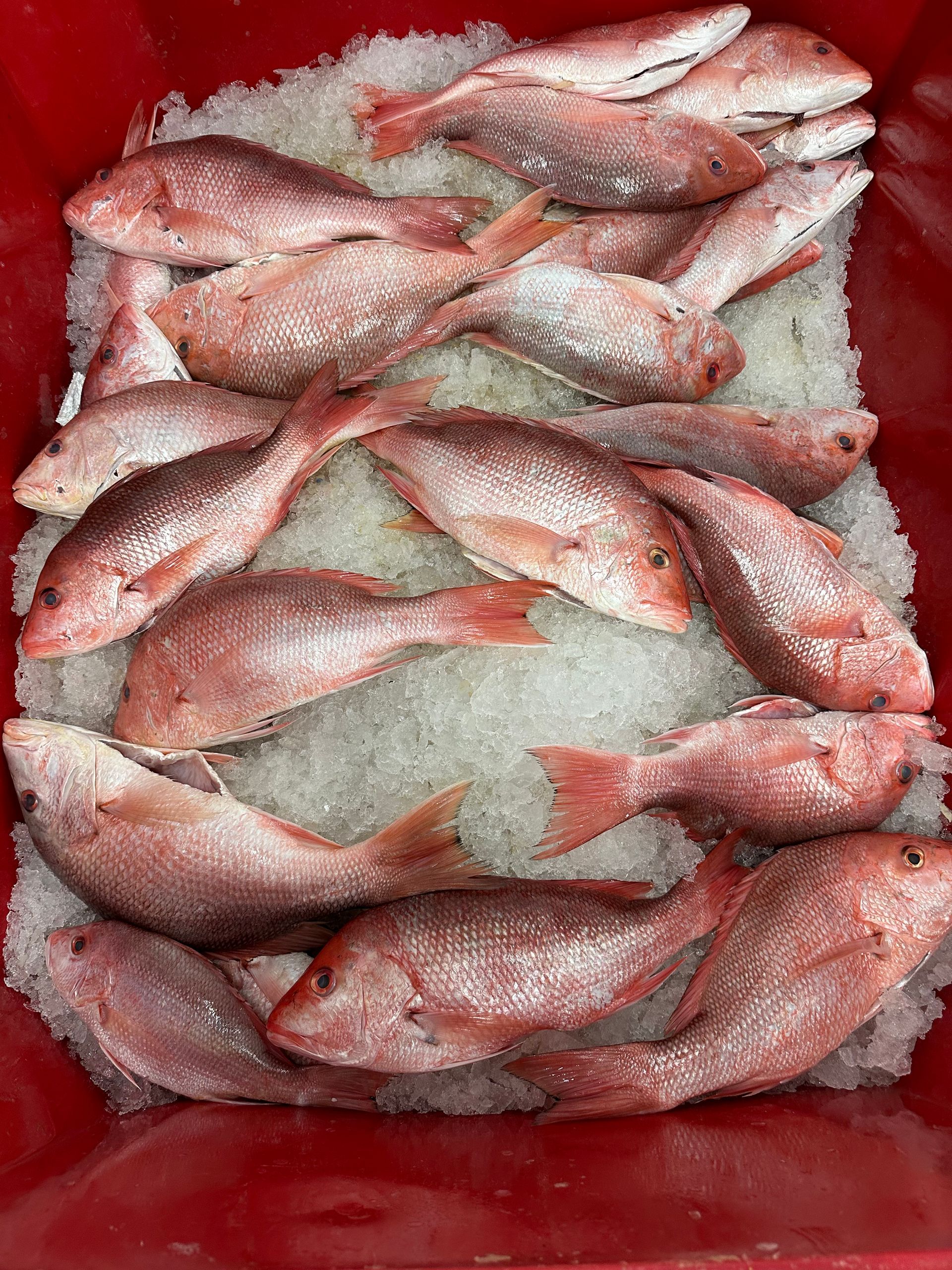 Fresh fish stacked on ice in a red cooler, seen from above.