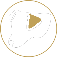 bone icon