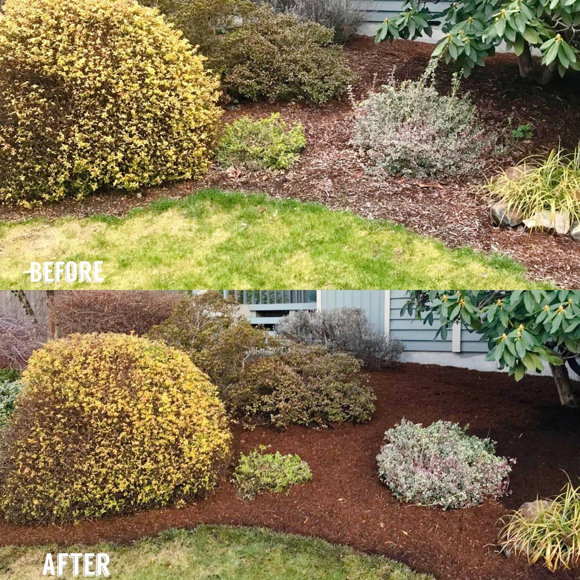 Tree Trimming Services in Renton, WA