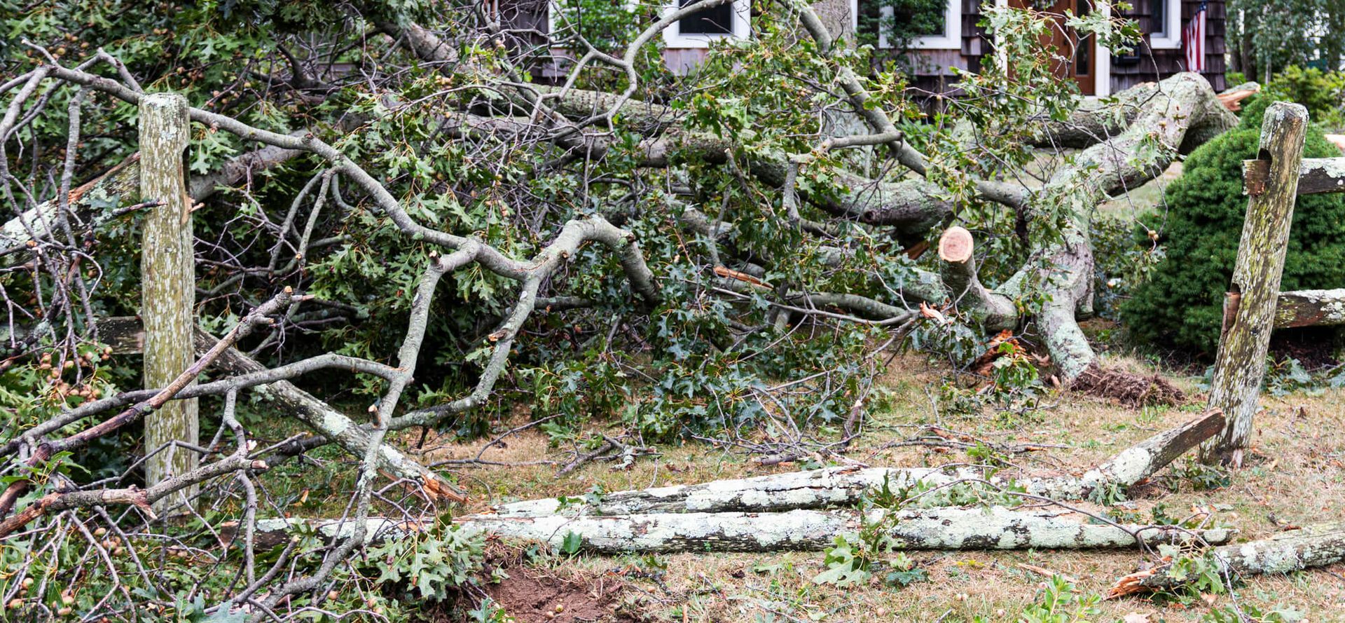 Tree Trimming Services in Renton, WA