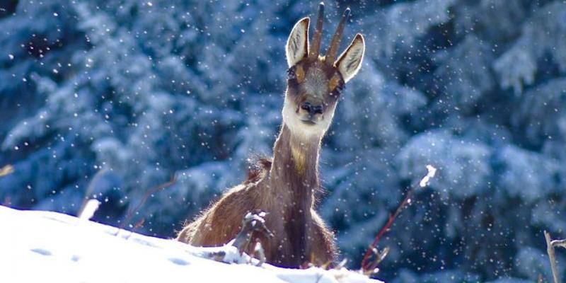 A deer stands in the snow, looking forward. It's in front of a background of snow-covered trees. Courchevel