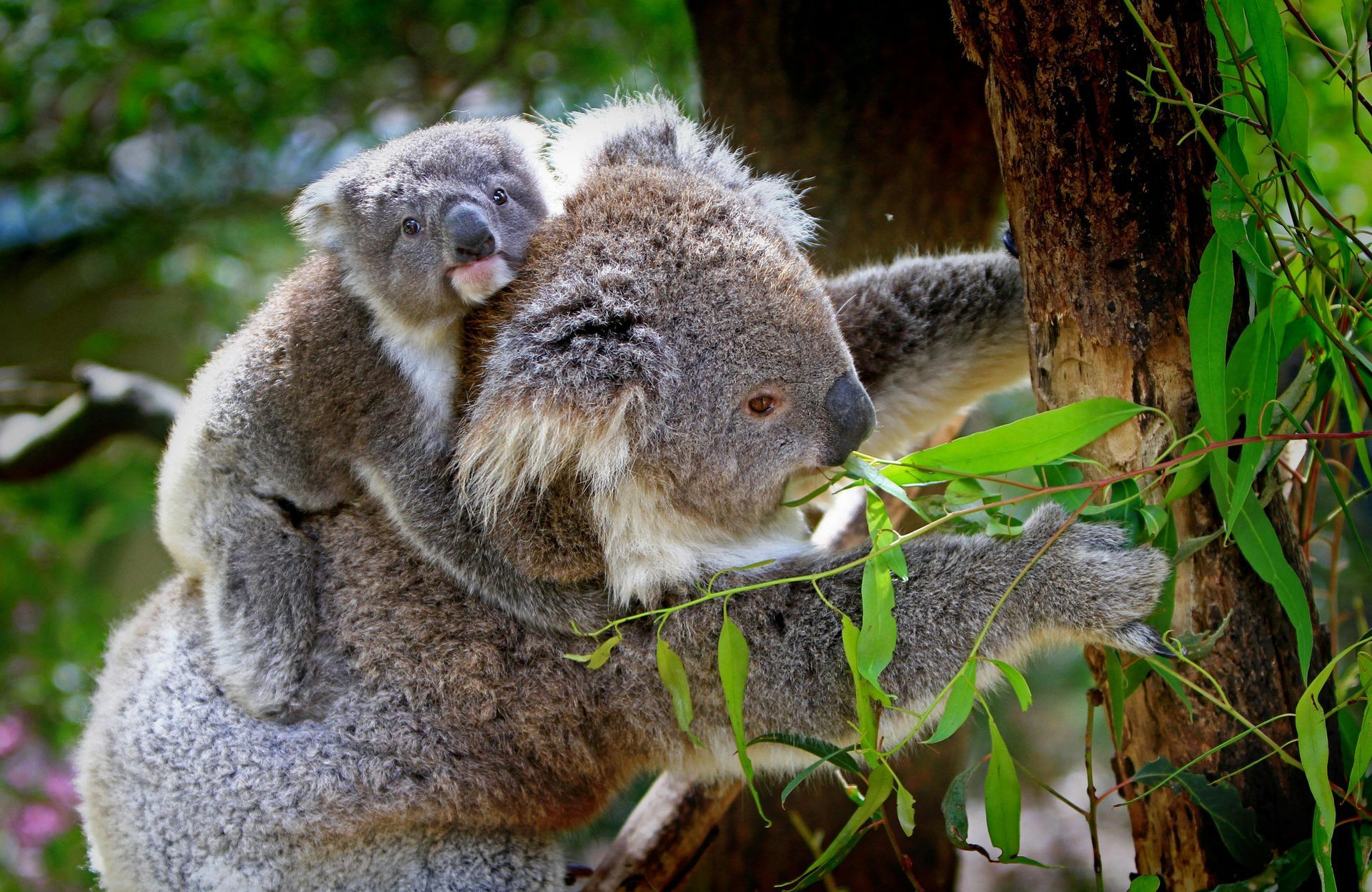 Koala with joey on its back, eating eucalyptus leaves.