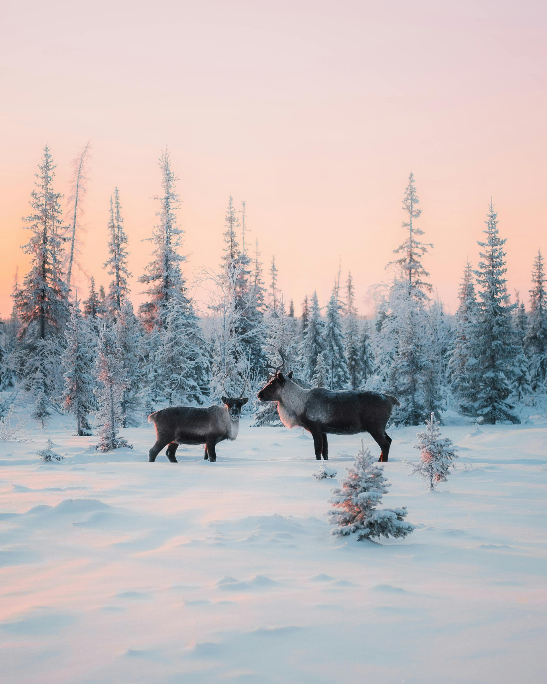 Lapland