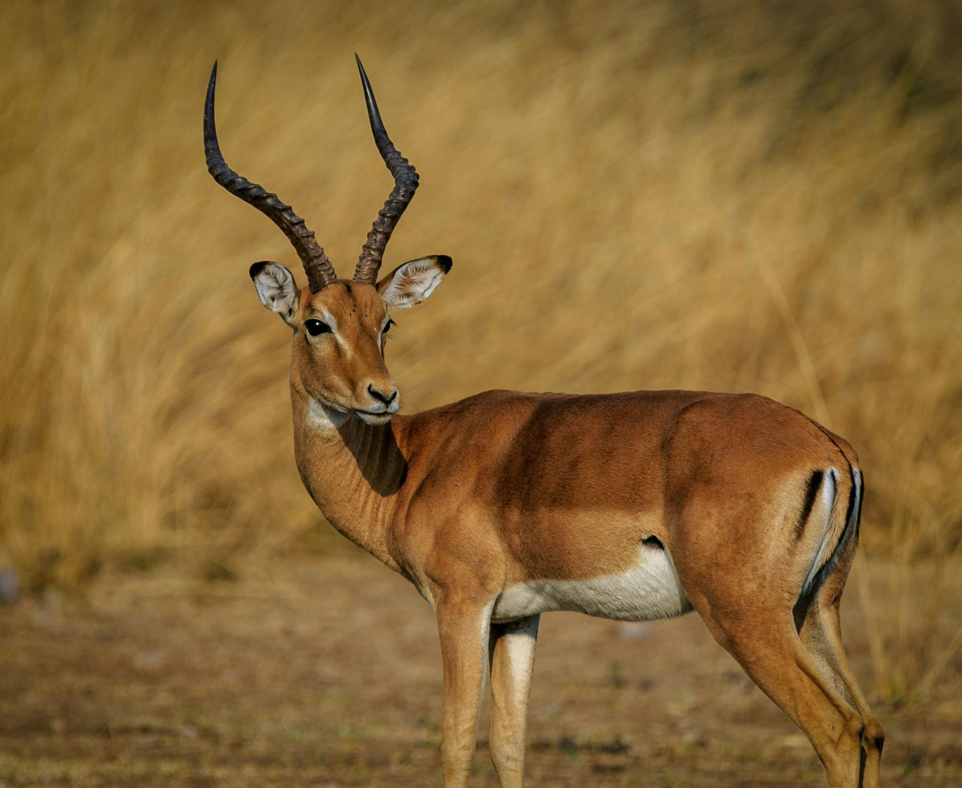 An impala with long, lyre-shaped horns stands in a dry, grassy field, looking to the side.
