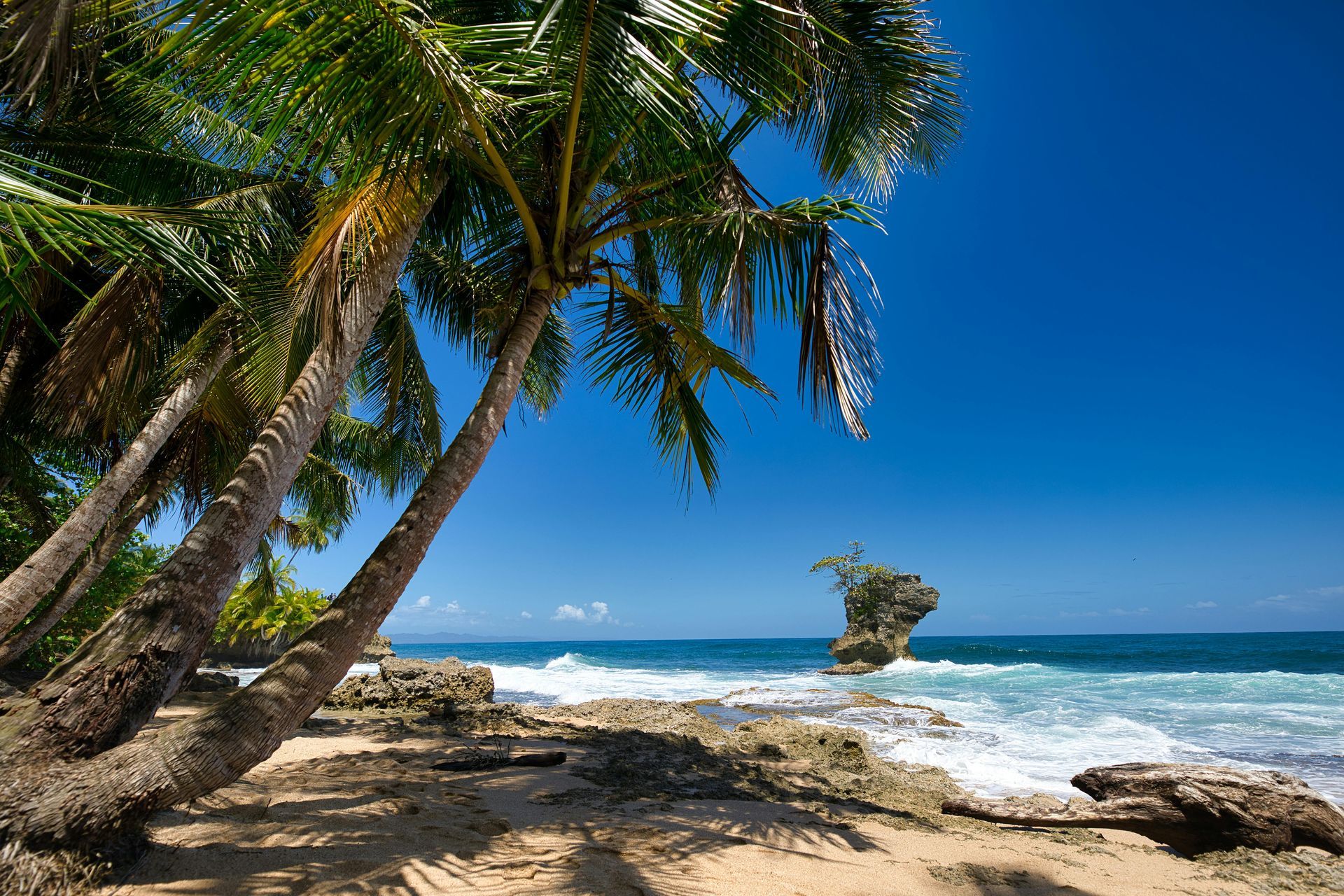 Palm trees beside a sunny tropical beach with waves, rocks, and a clear blue sky