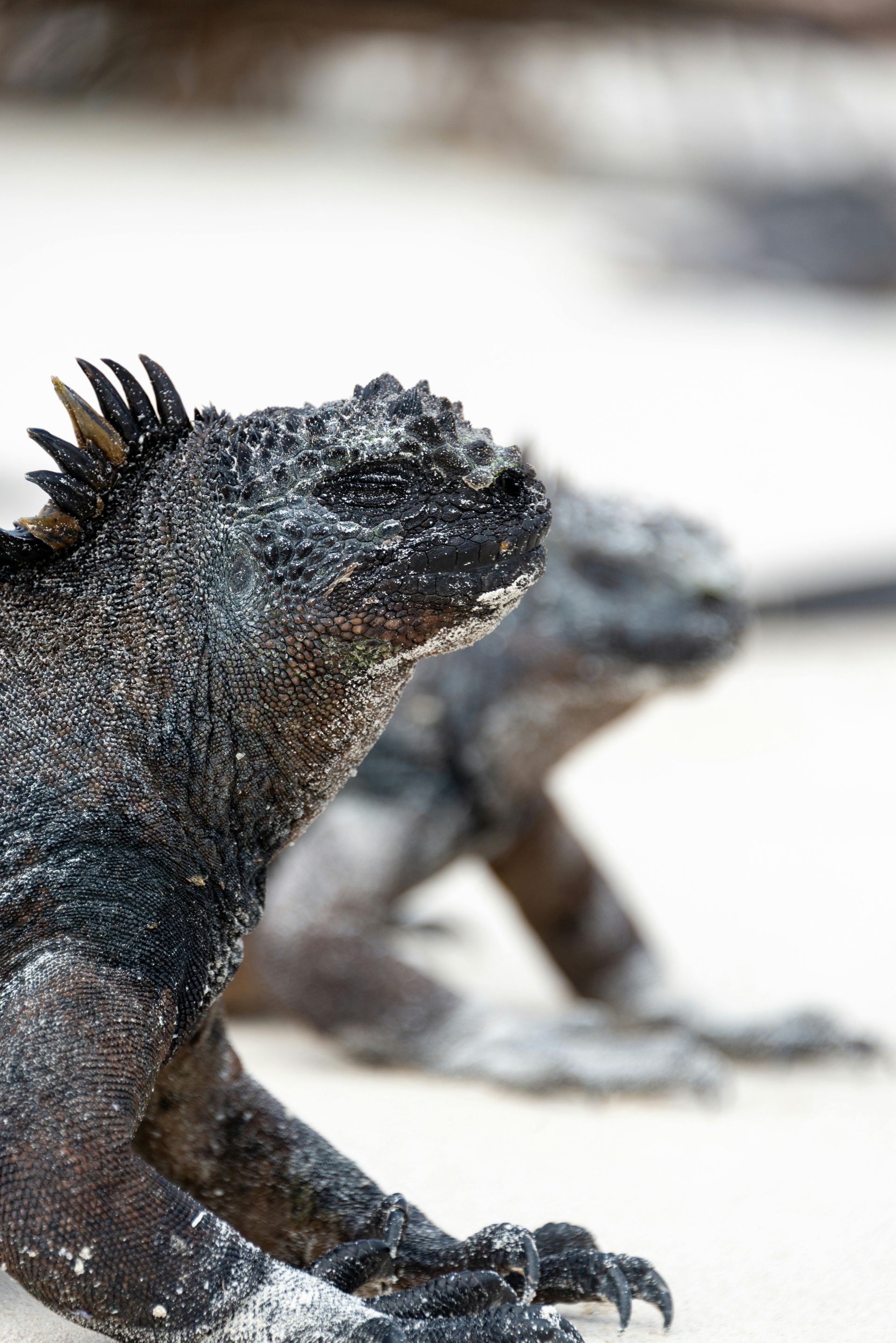 Black marine iguana, covered in sand, with another iguana blurred in the background on a beach.