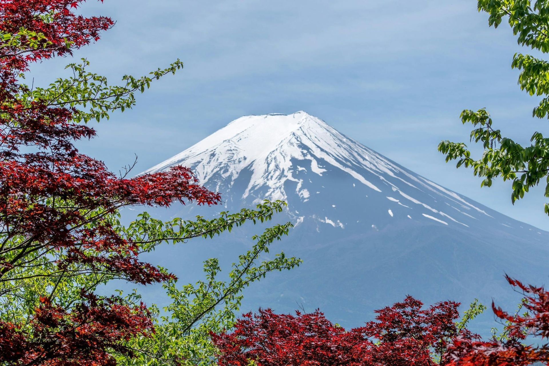 Mount Fuji with snow-capped peak, framed by red and green foliage.