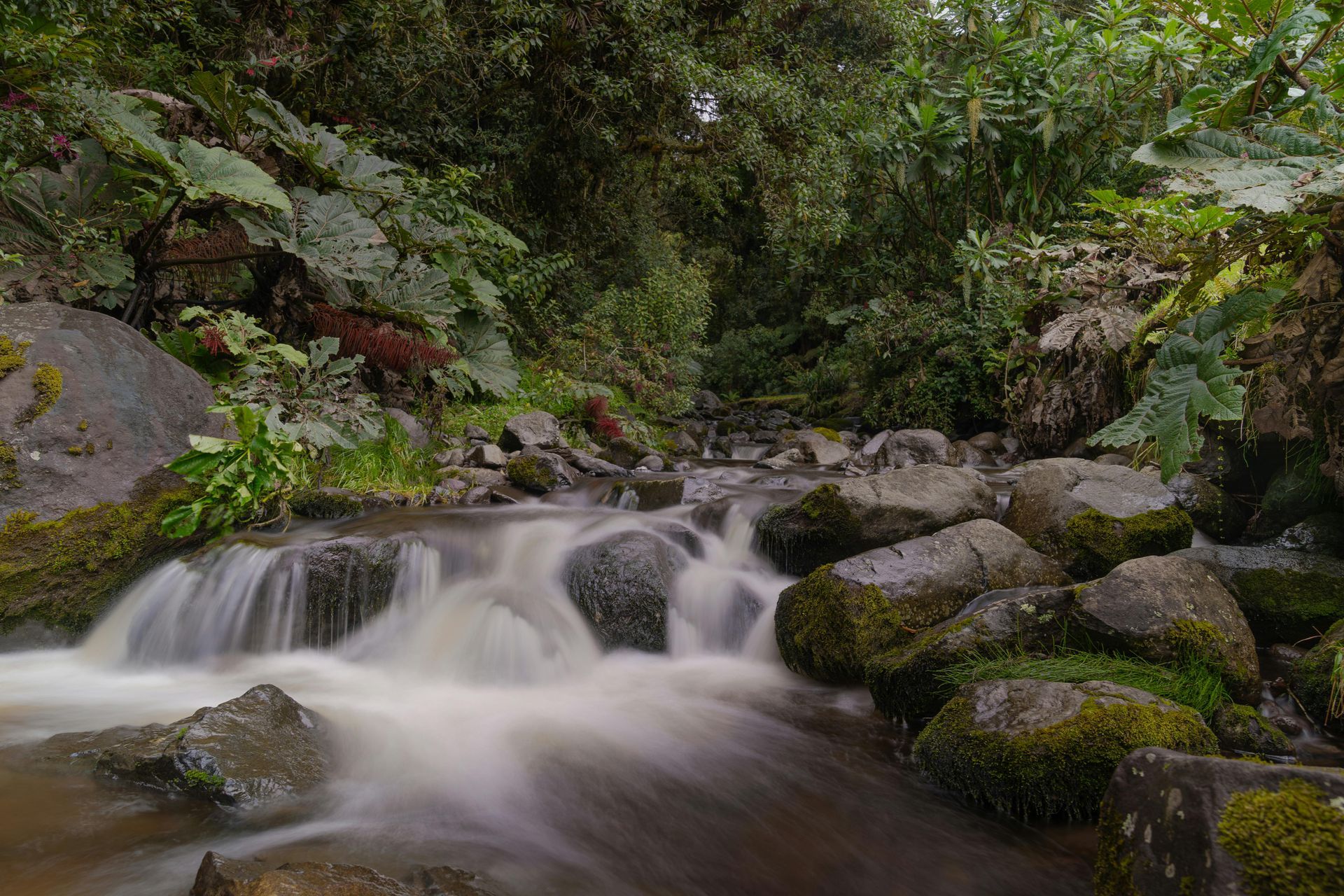 A small waterfall flows over rocks in a lush green forest. Cloud forest calm at El Silencio