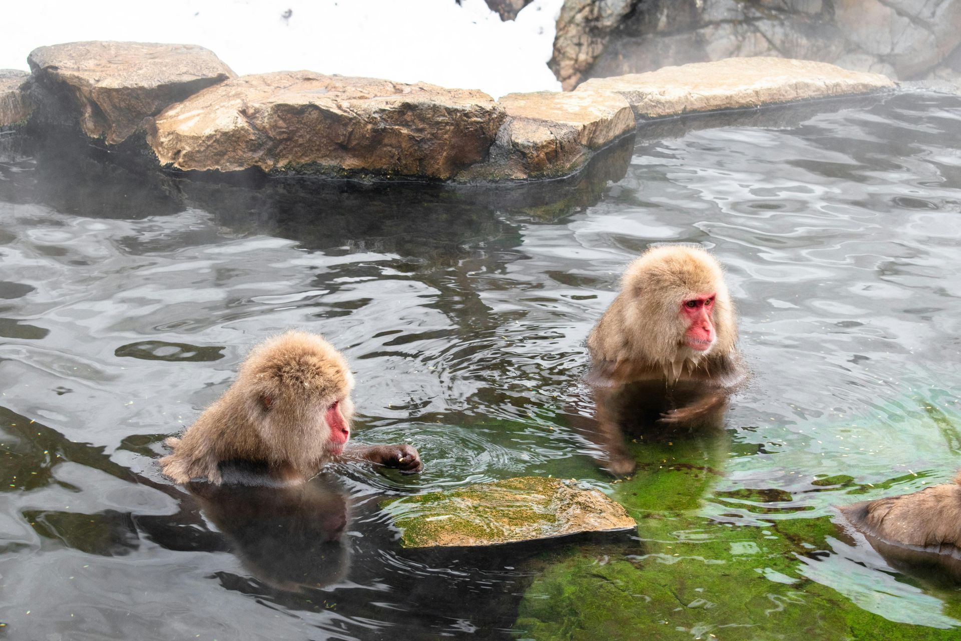 Two Japanese macaques sitting in a hot spring, one grooming near a mossy rock ledge.