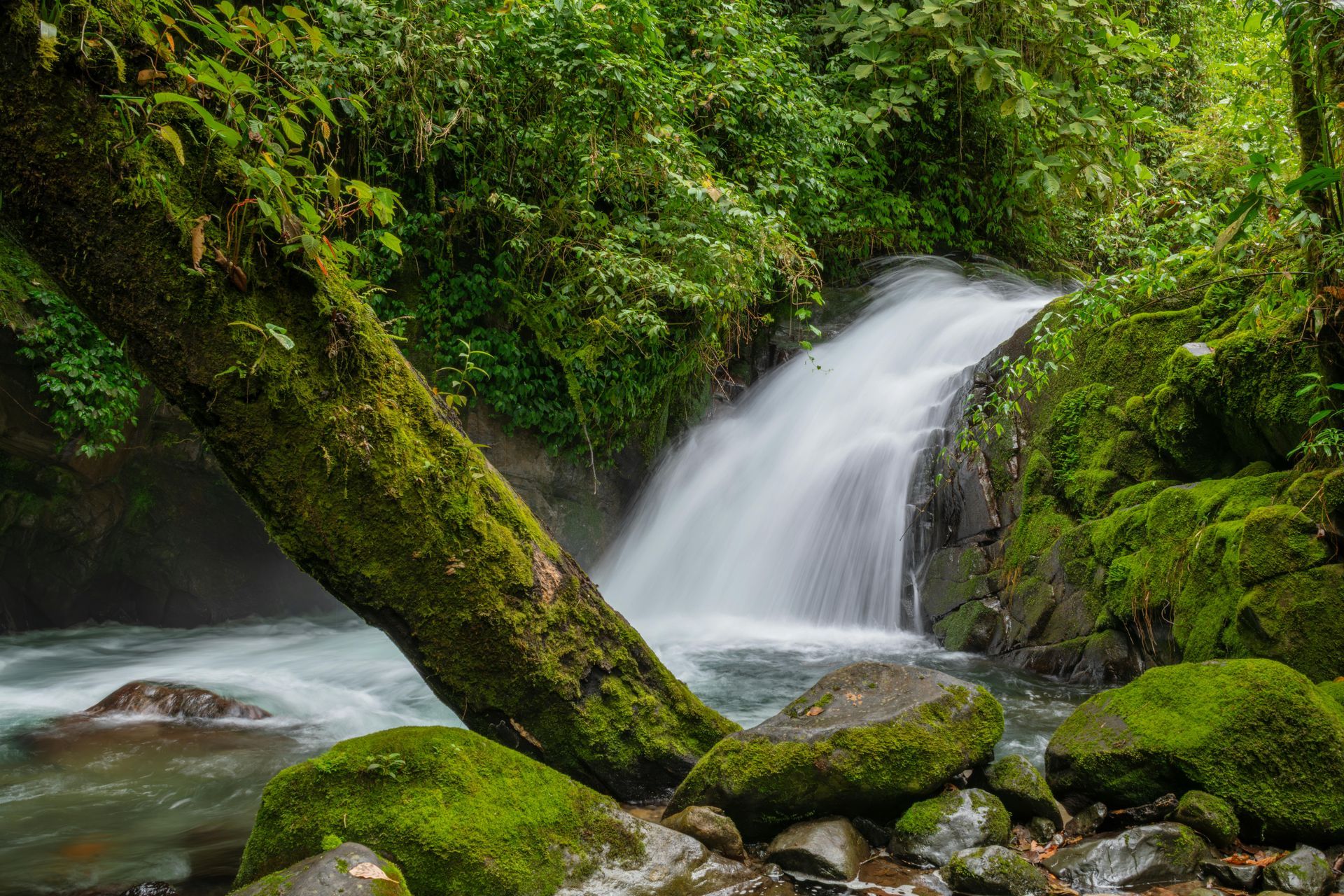 Mossy forest waterfall cascades into a rocky stream, surrounded by lush green foliage
