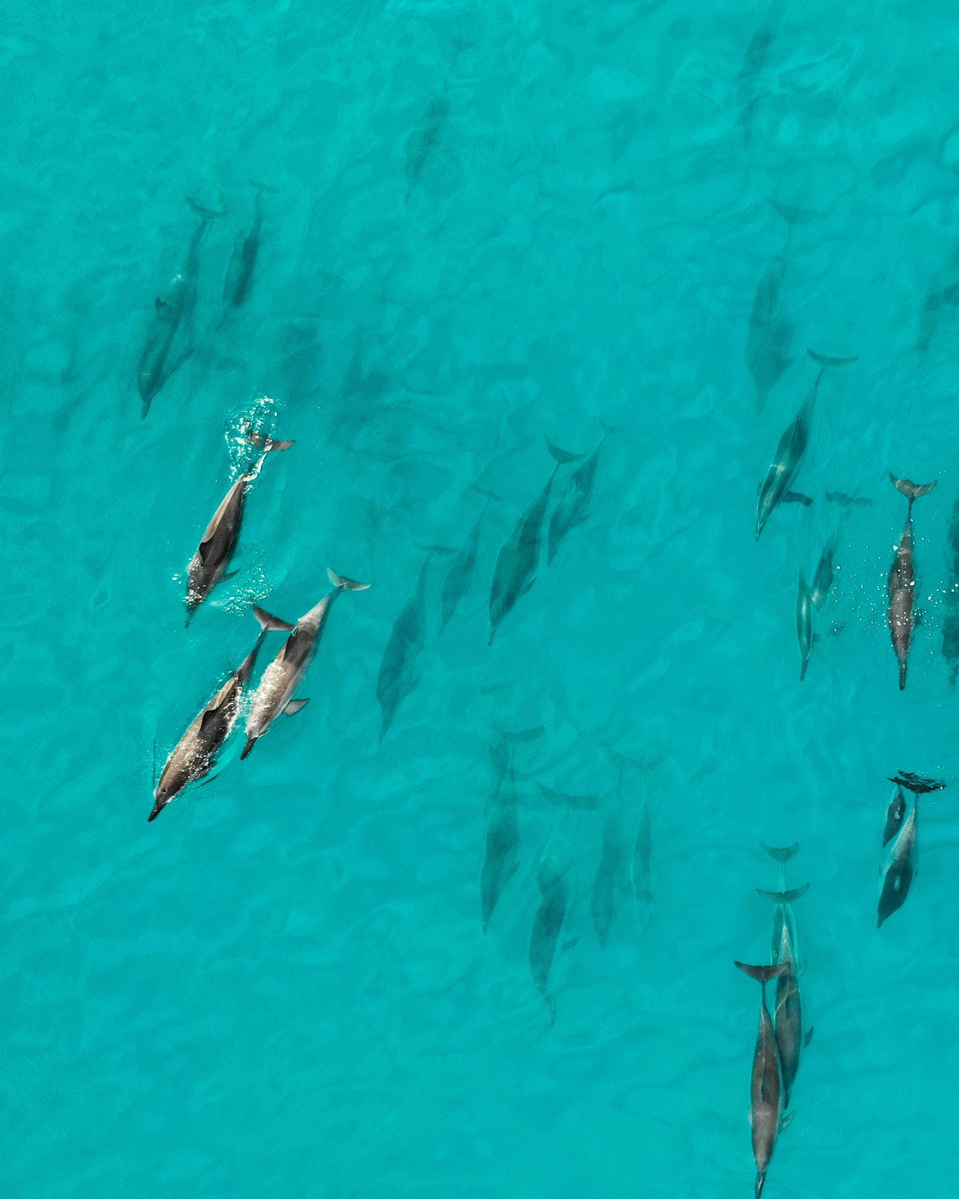 Dolphins swim in turquoise ocean, visible both above and below the surface, casting long shadows.
