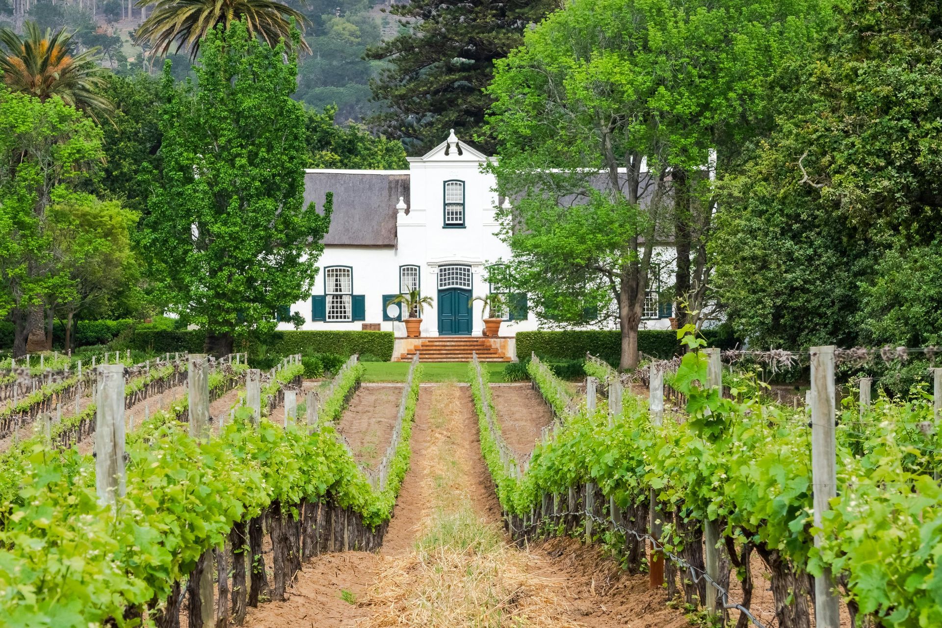 Vineyard rows lead to a white Cape Dutch-style building with green shutters; sunny outdoor setting.