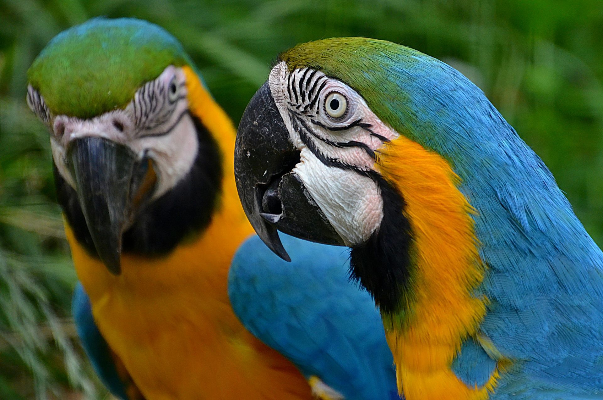 Two blue-and-yellow macaws perched close together, facing the camera.