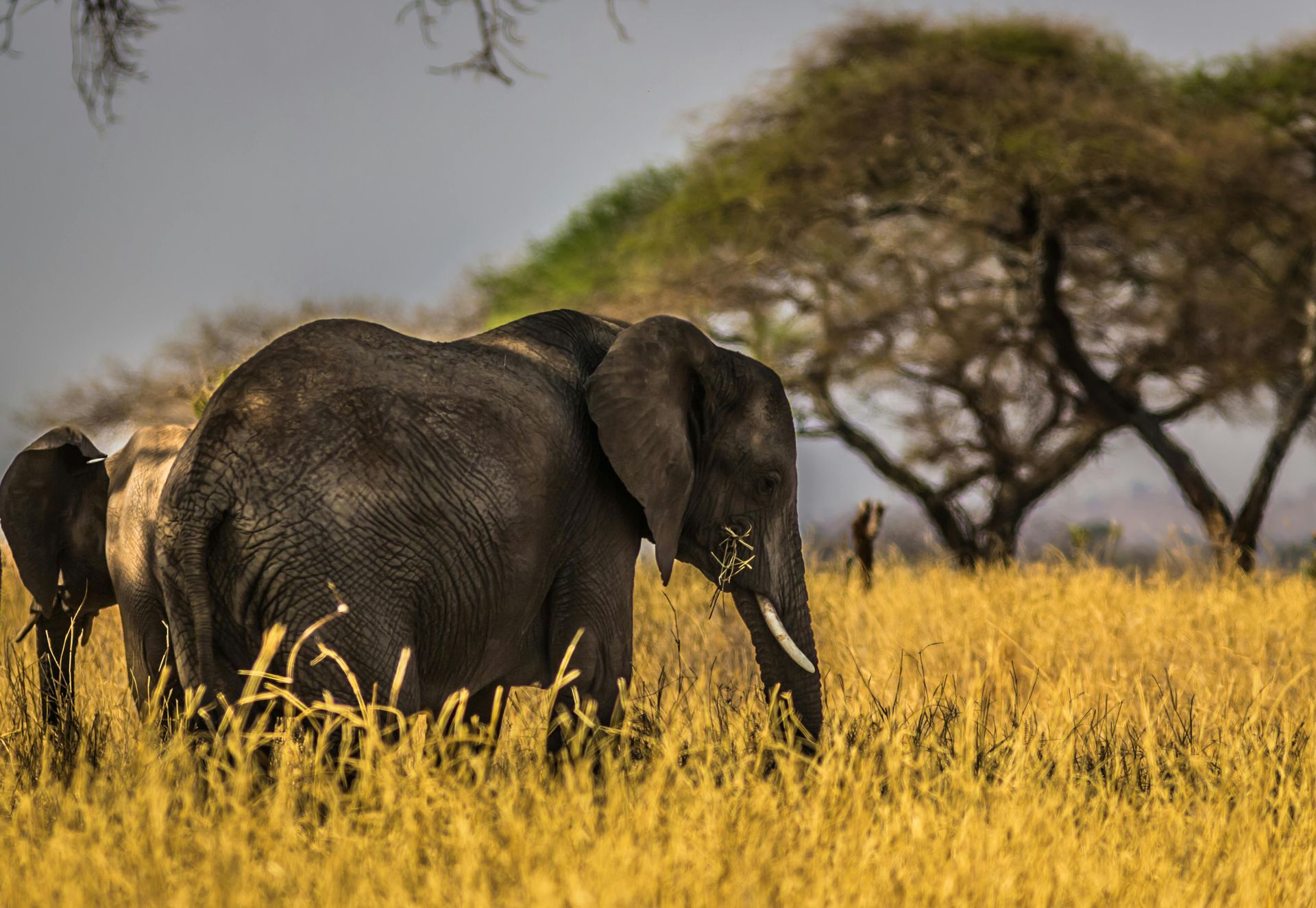 Elephant in grassy field with trees in the background.