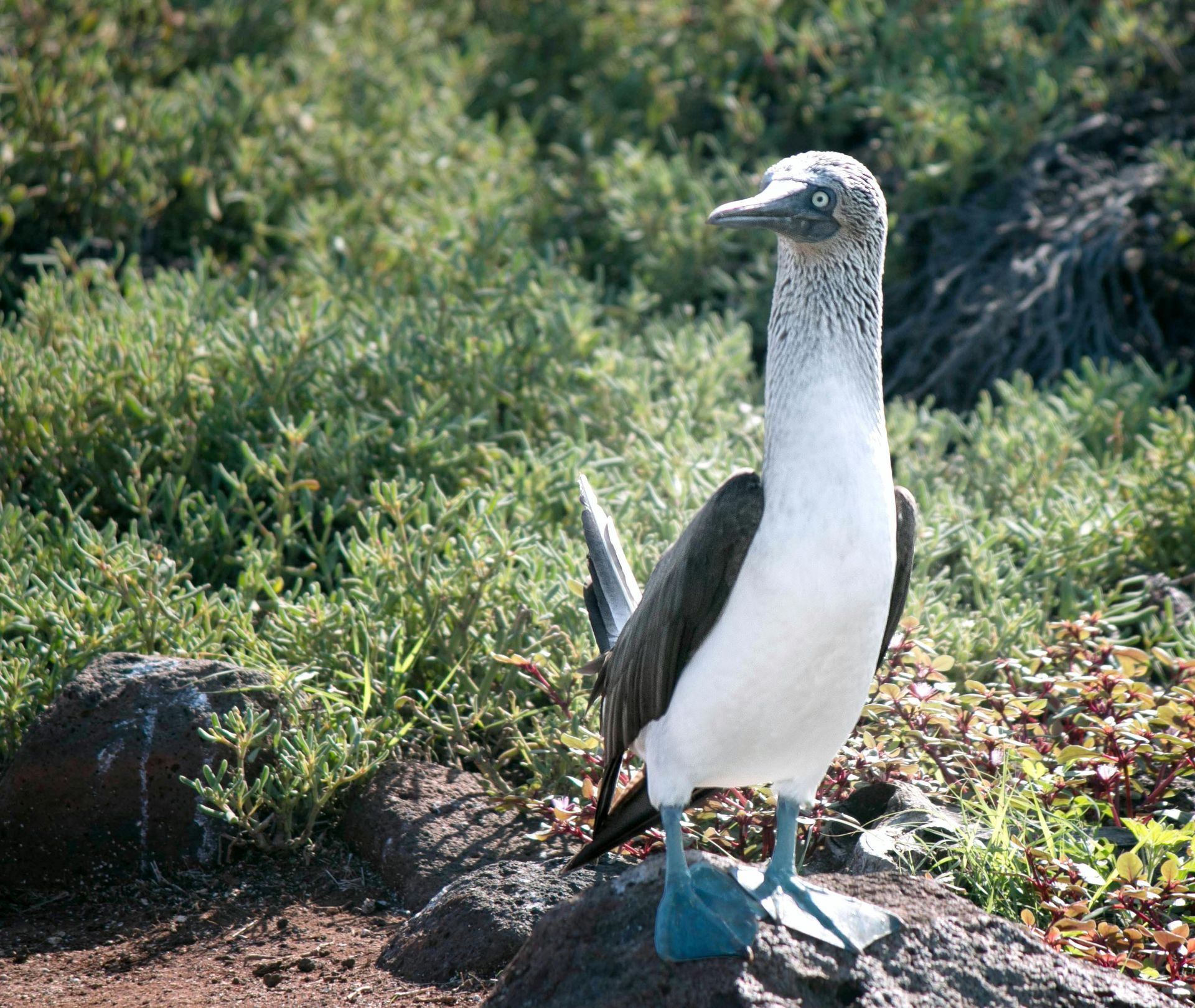 Blue-footed booby on a rock, white chest, blue feet, gazing with a slight smile, Galapagos Islands.
