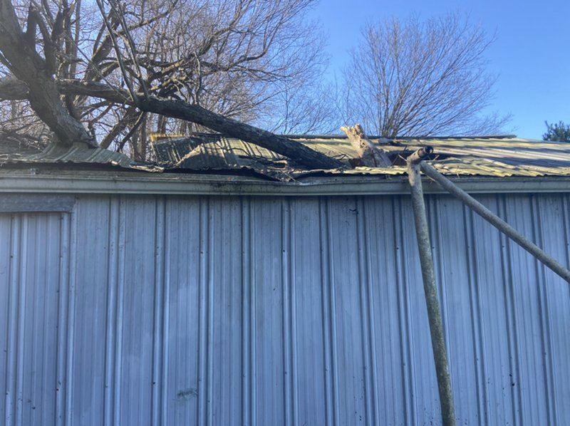An image of the tree damage.