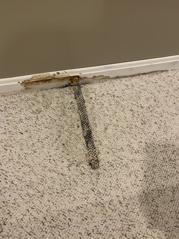 A close up of a carpet with mold.