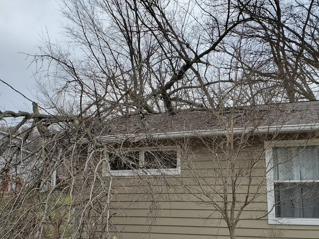 A tree has fallen on the roof of a house.