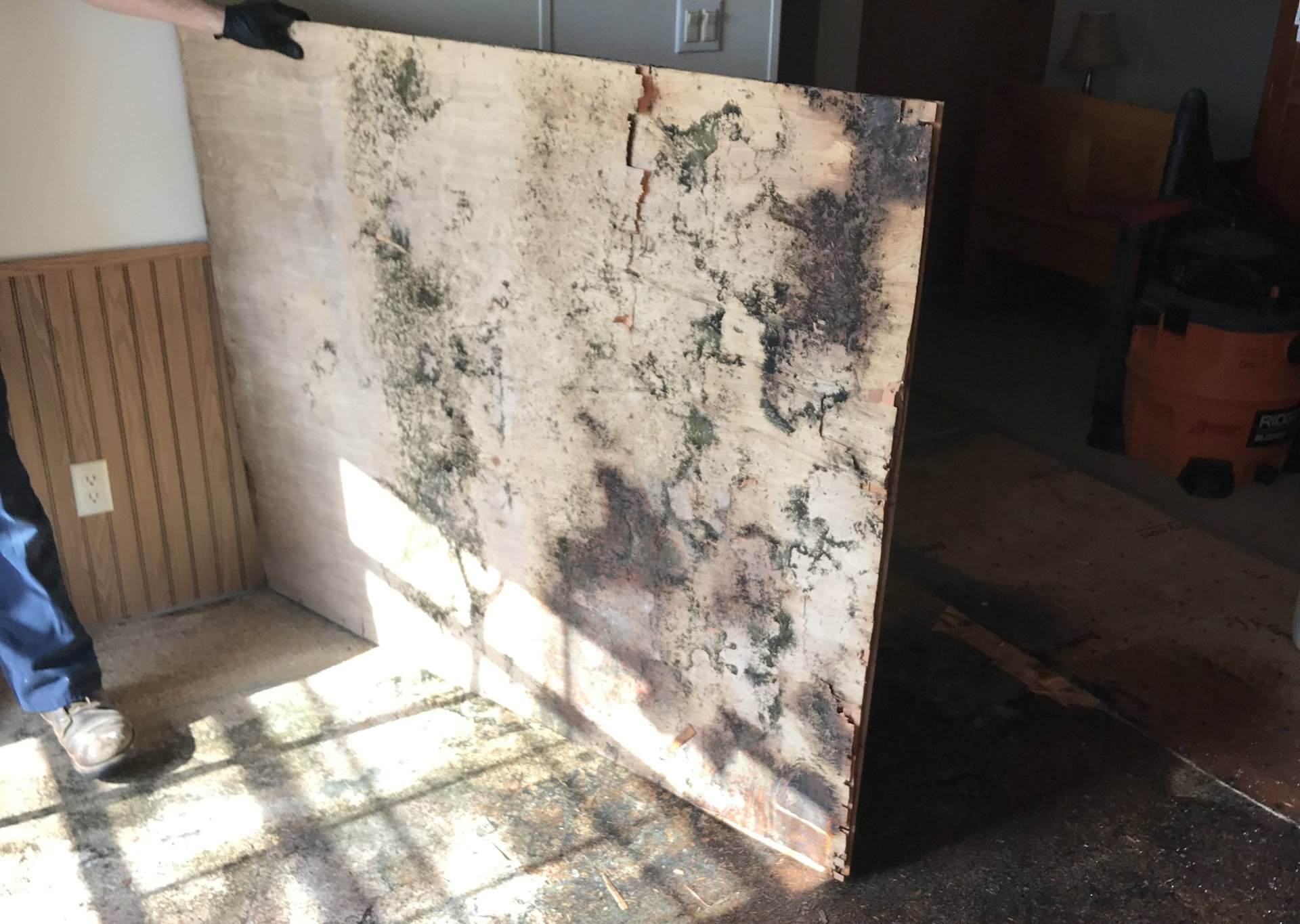 A room with mold damage.