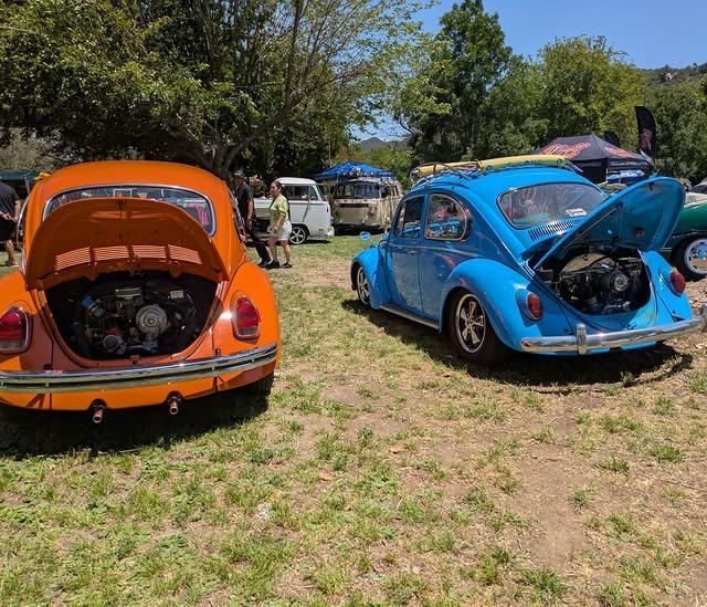 Orange and blue classic Volkswagen Beetles with rear hatches open at an outdoor car show.