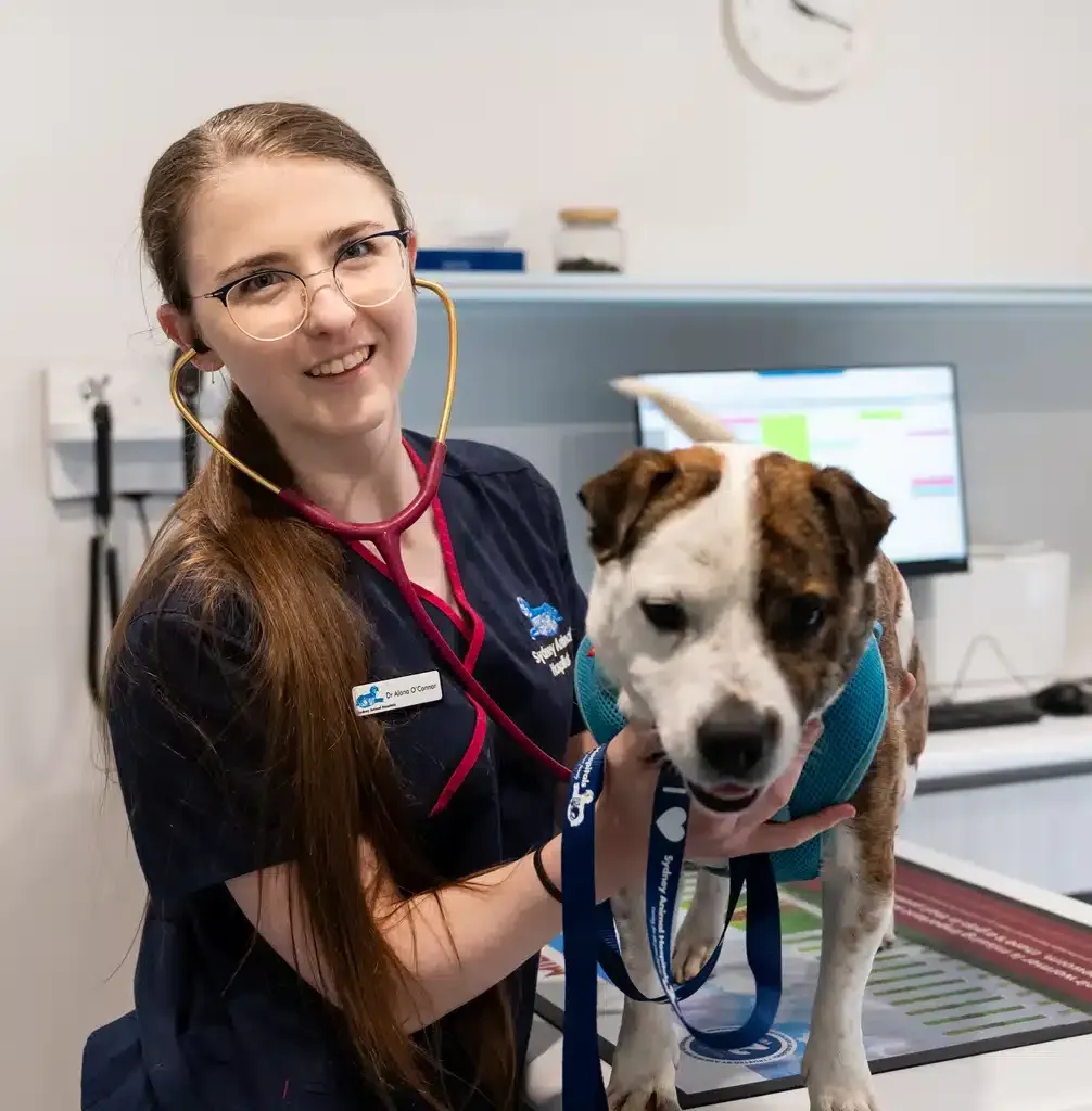 Veterinarian with stethoscope examining a dog in an examination room.