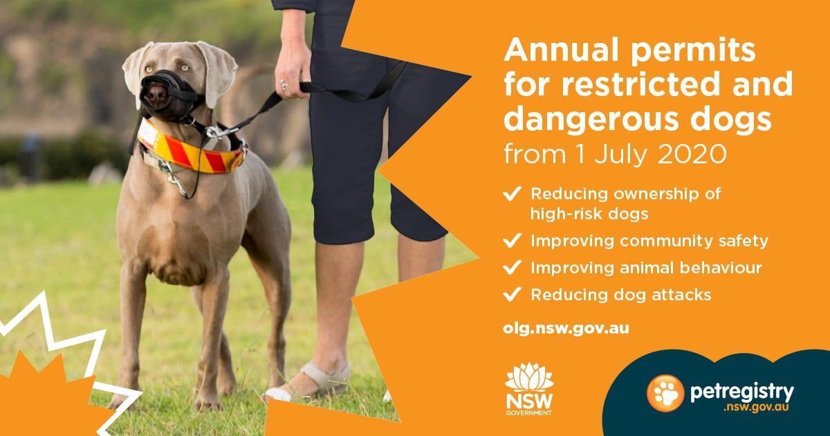 Dog on leash with orange and yellow collar; notice about annual permits for dangerous dogs from July 2020.
