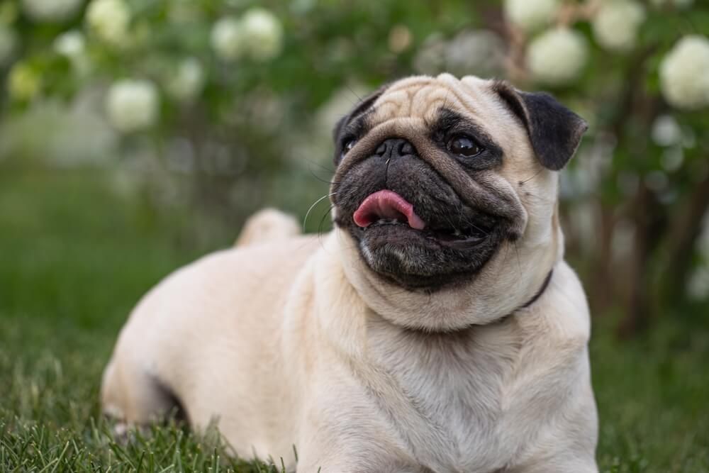 7 Health Issues Associated with Brachycephalic Breeds
