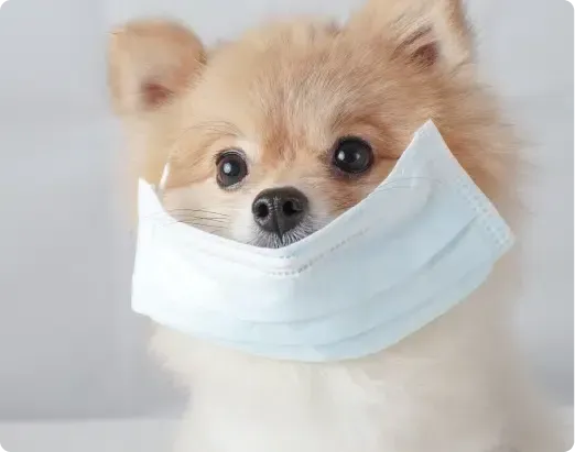 Pomeranian dog wearing a light blue face mask, looking forward with big eyes.