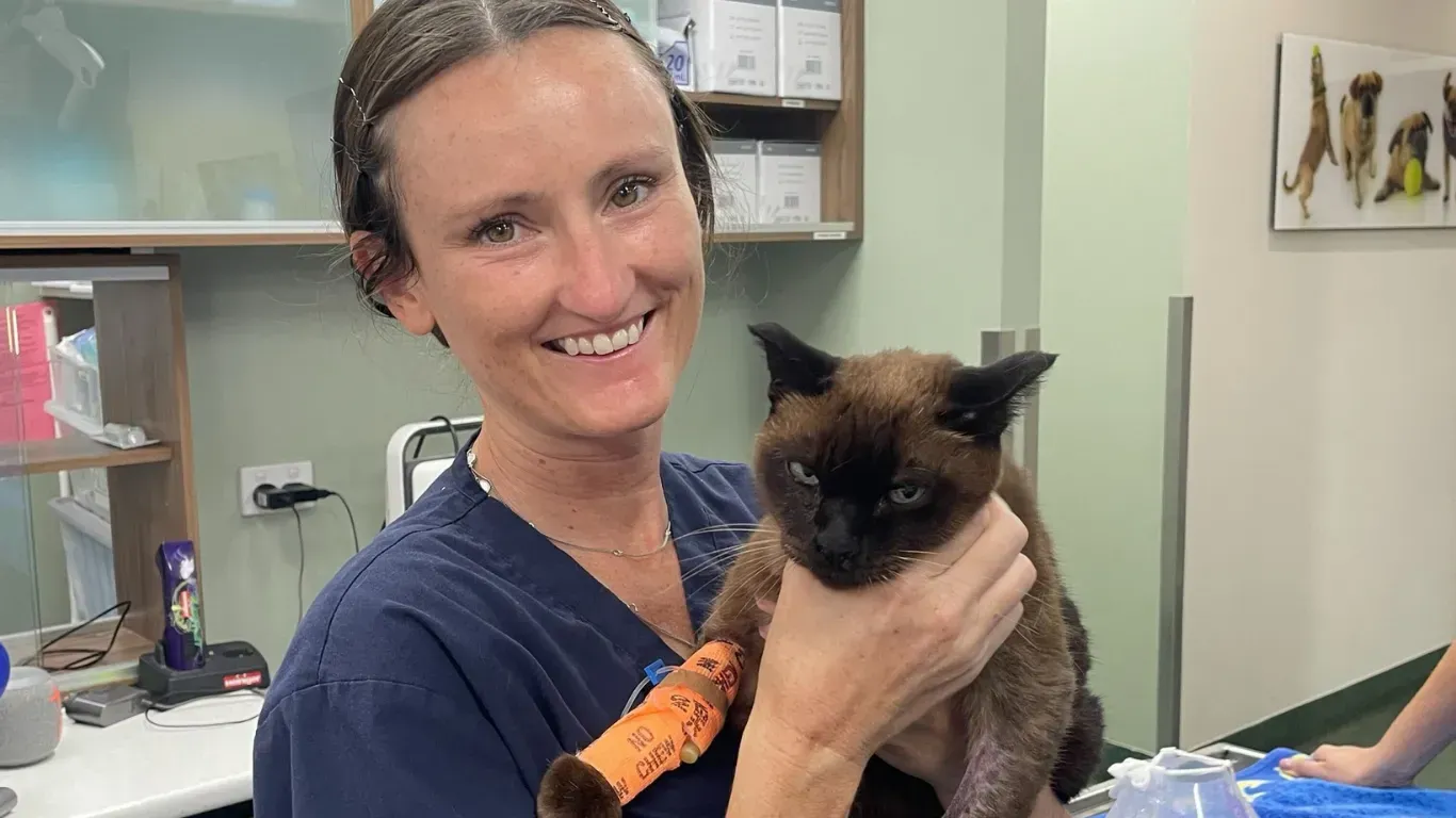 Smiling veterinary worker holding a Siamese kitten in a clinic room