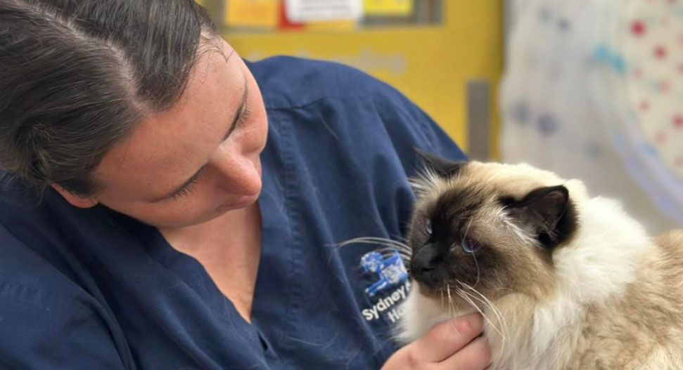 Veterinary nurse gently comforting a Ragdoll cat at Sydney Animal Hospital — compassionate pet care