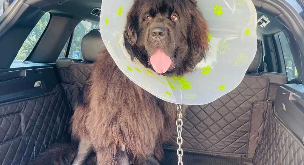 Large Newfoundland dog wearing a recovery cone after surgery sitting in a car — post-operative pet care