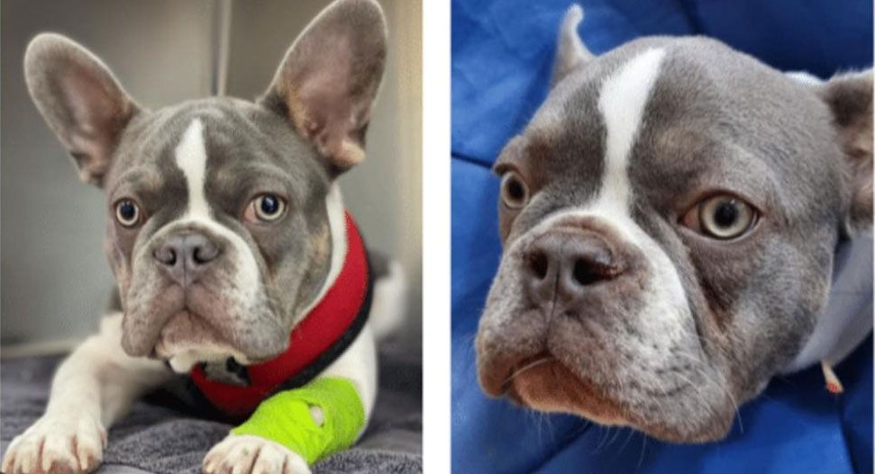French Bulldog before and after BOAS surgery — breathing improvement in brachycephalic dogs