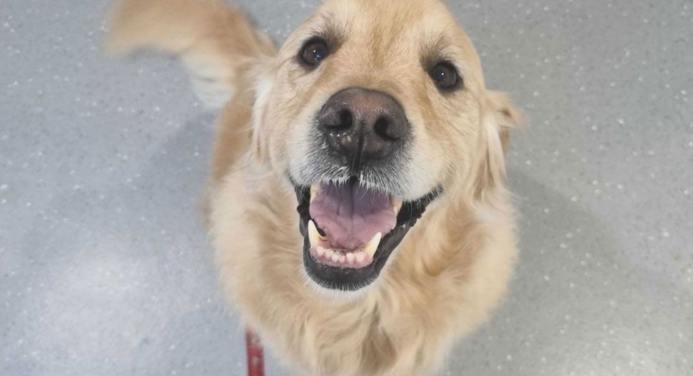 Golden Retriever happy and healthy after JPS surgery treating hip dysplasia in young dogs
