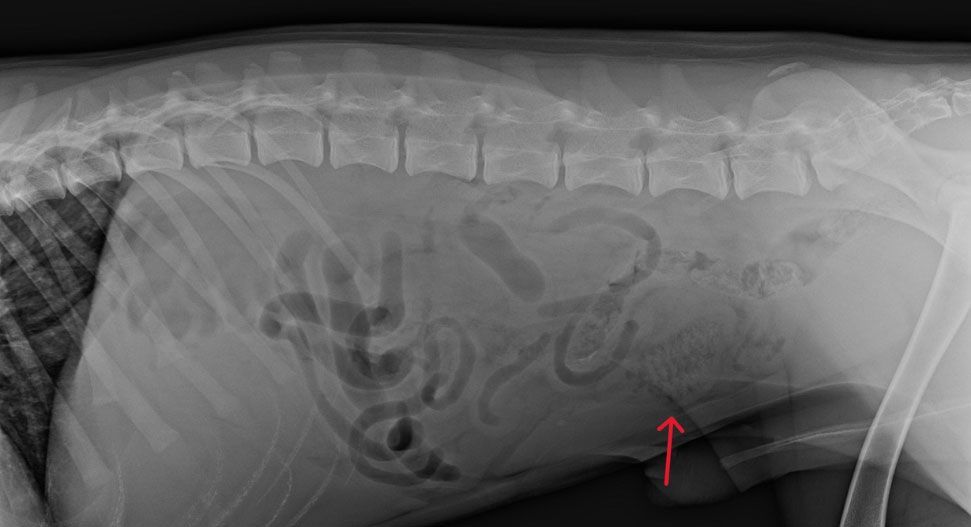Dog X-ray showing corn cob intestinal obstruction indicated by red arrow — foreign body surgery in dogs