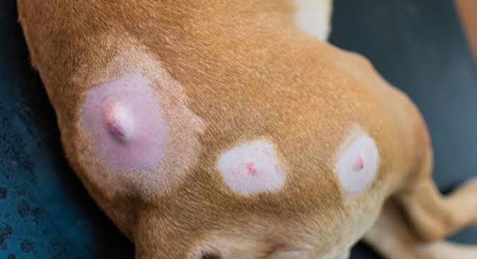 Close-up of multiple skin lumps on a dog's back — pet tumour removal and mass excision surgery