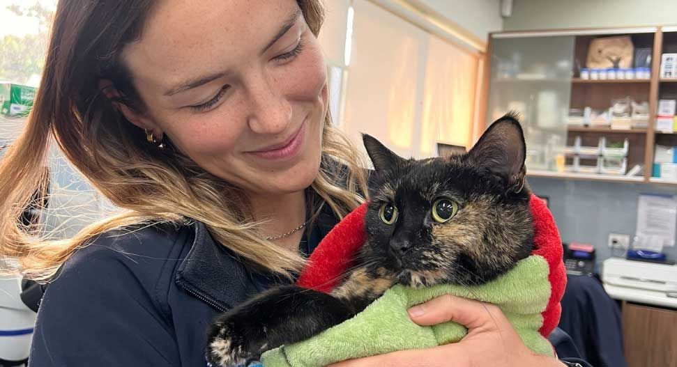 Veterinary nurse gently holding a tortoiseshell cat wrapped in a blanket — compassionate post-surgical pet care in Sydney